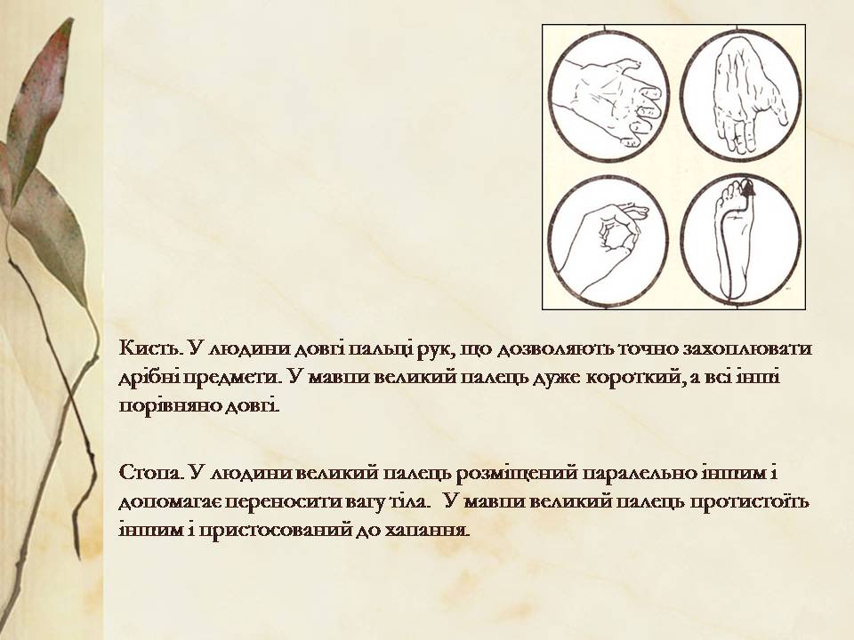 Презентація на тему «Антропогенез» (варіант 3) - Слайд #16 Презентація на тему «Антропогенез» (варіант 3) - Слайд #16