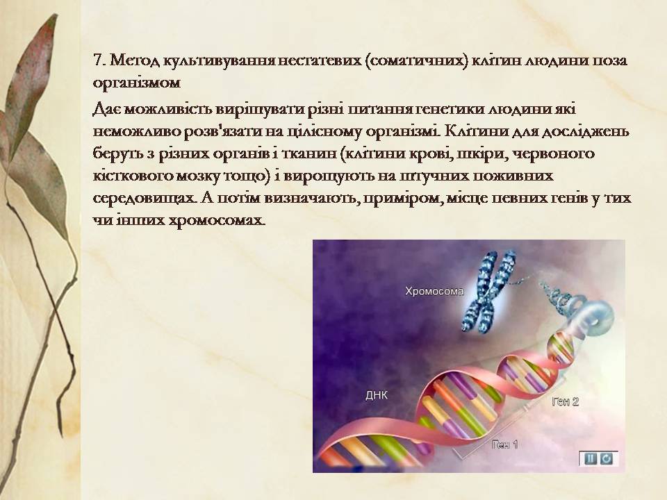 Презентація на тему «Антропогенез» (варіант 3) - Слайд #23 Презентація на тему «Антропогенез» (варіант 3) - Слайд #23