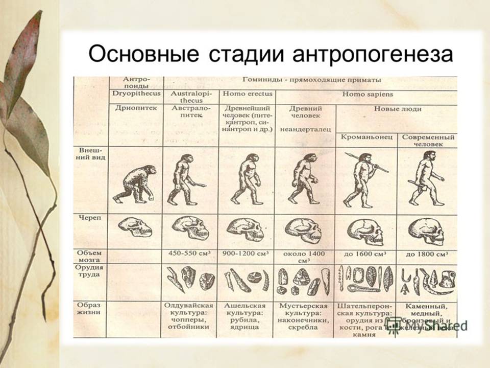 Презентація на тему «Антропогенез» (варіант 3) - Слайд #3 Презентація на тему «Антропогенез» (варіант 3) - Слайд #3