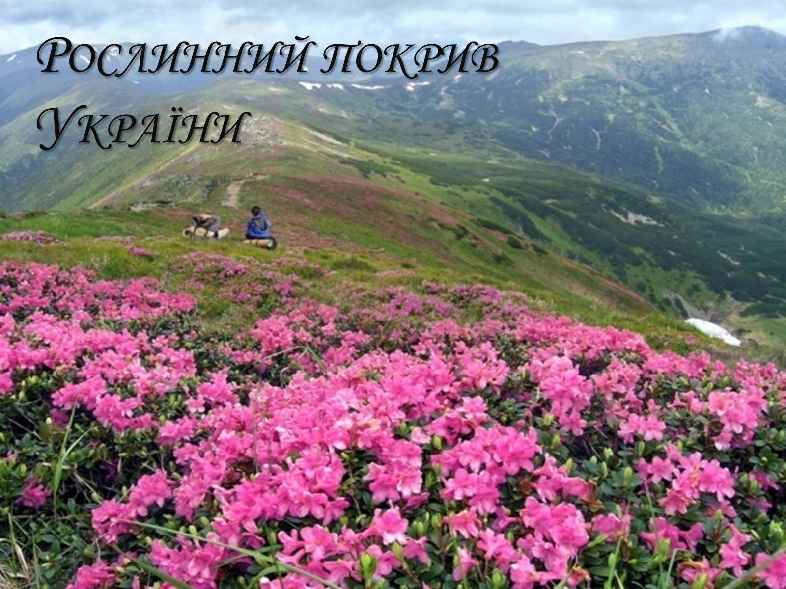 Презентація на тему «Рослинний покрив України» (варіант 2) - Слайд #1 Презентація на тему «Рослинний покрив України» (варіант 2) - Слайд #1