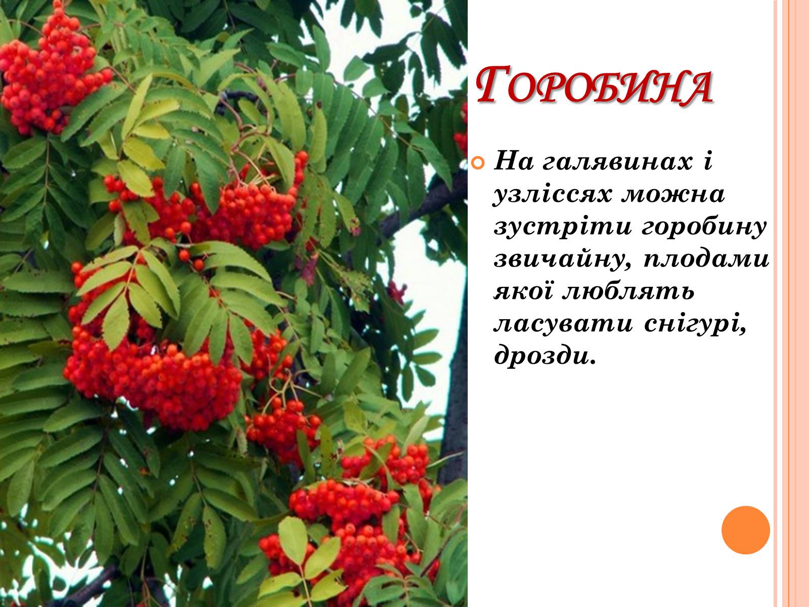 Презентація на тему «Рослинний покрив України» (варіант 2) - Слайд #13 Презентація на тему «Рослинний покрив України» (варіант 2) - Слайд #13
