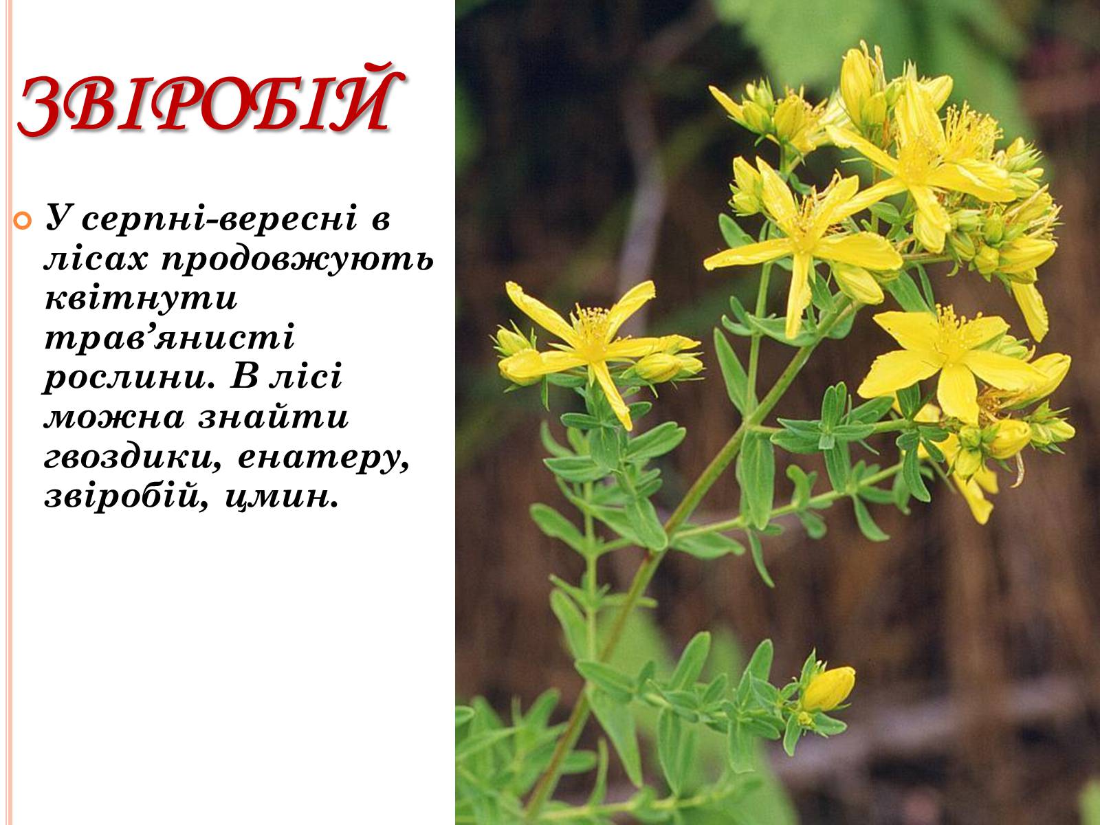 Презентація на тему «Рослинний покрив України» (варіант 2) - Слайд #17 Презентація на тему «Рослинний покрив України» (варіант 2) - Слайд #17