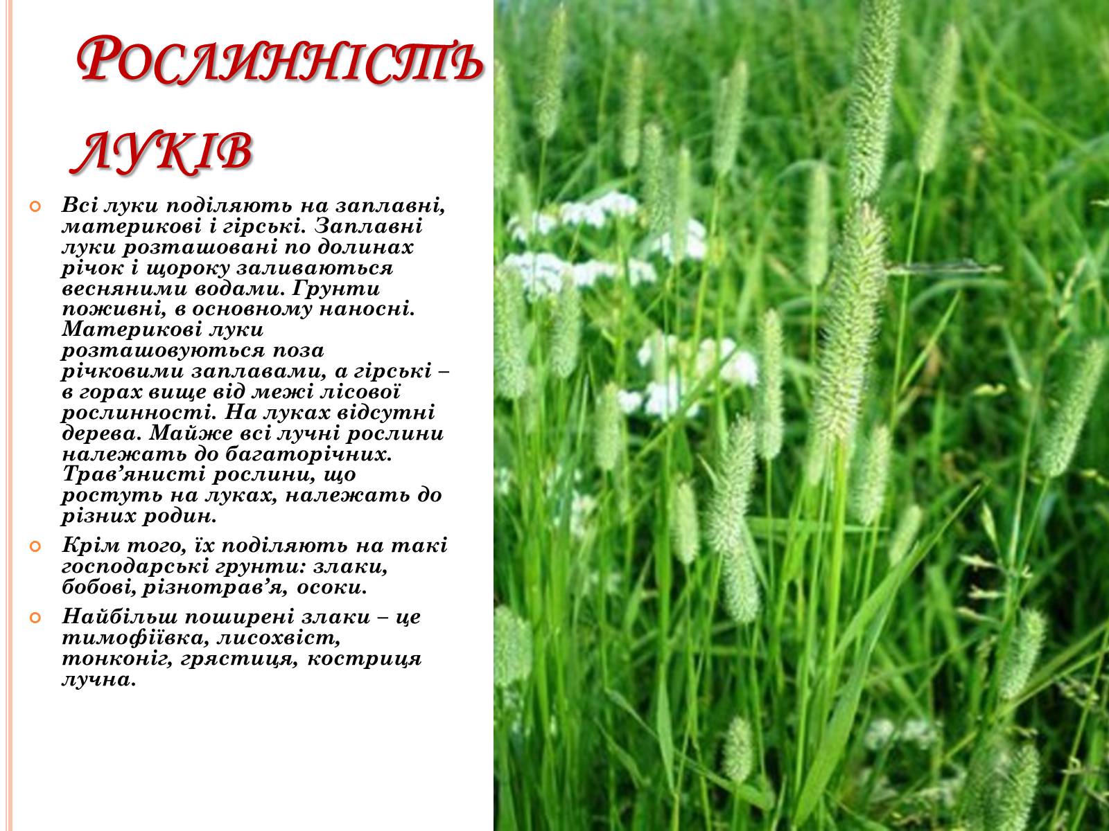 Презентація на тему «Рослинний покрив України» (варіант 2) - Слайд #19 Презентація на тему «Рослинний покрив України» (варіант 2) - Слайд #19