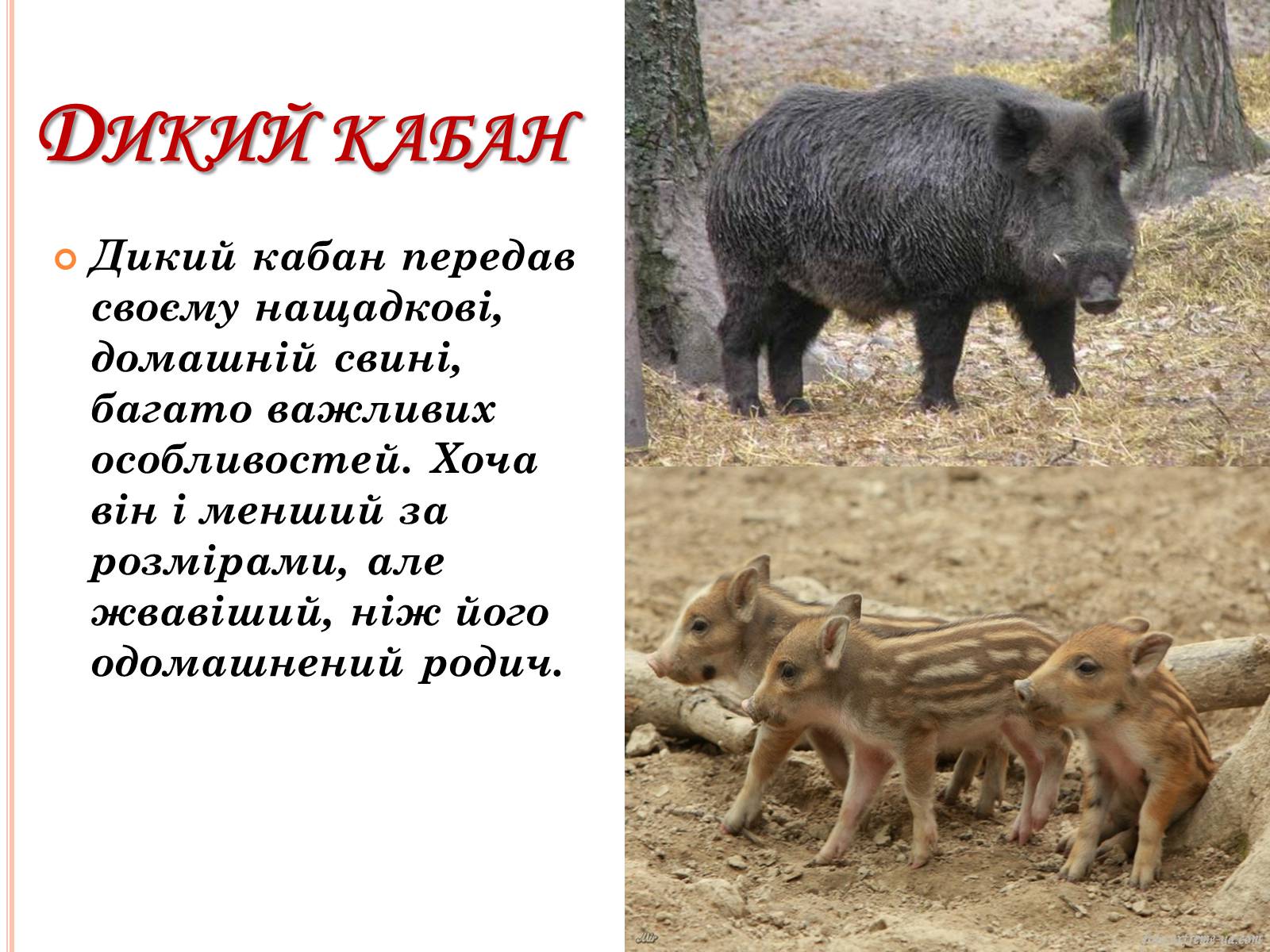 Презентація на тему «Рослинний покрив України» (варіант 2) - Слайд #38 Презентація на тему «Рослинний покрив України» (варіант 2) - Слайд #38