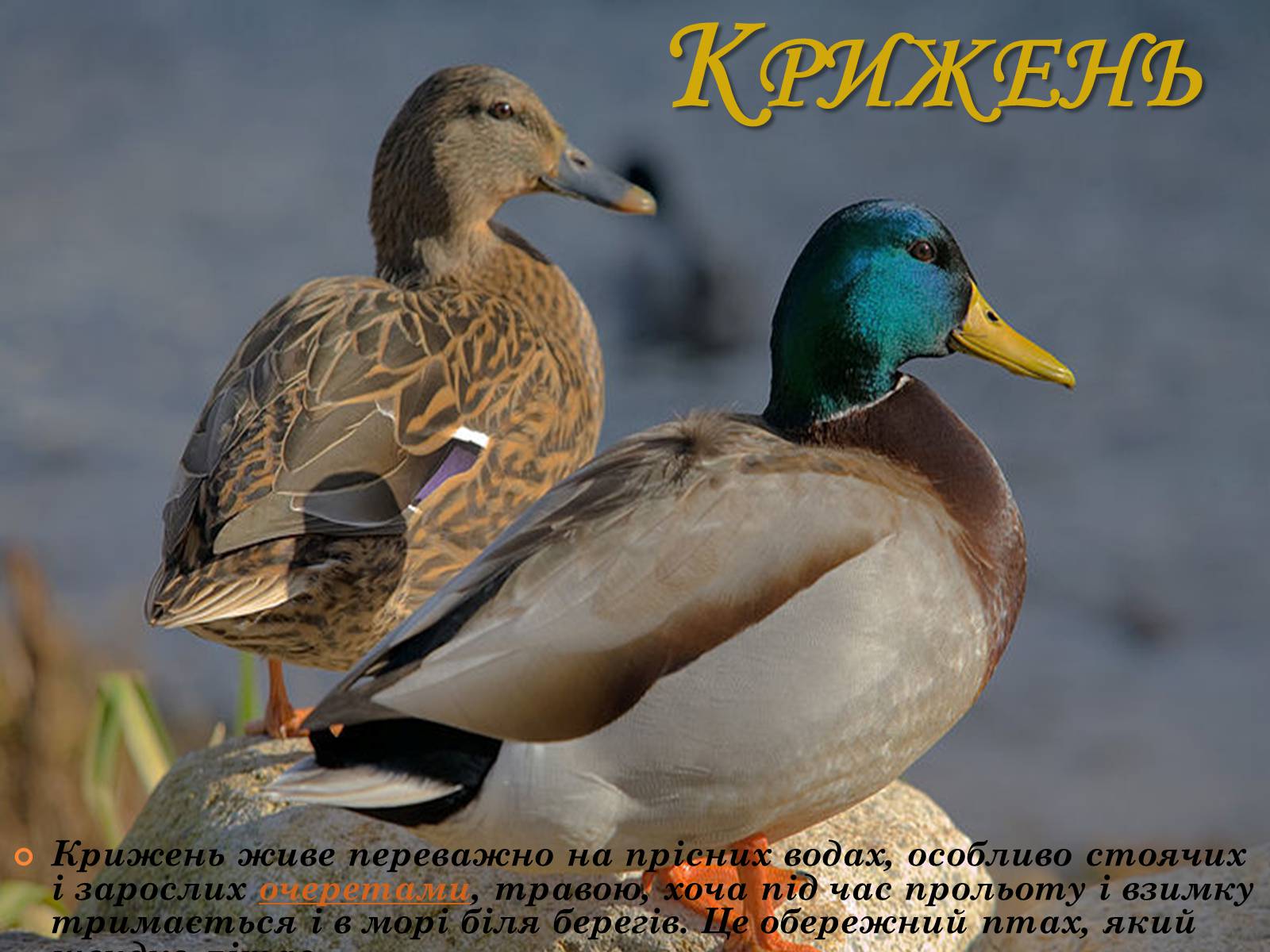 Презентація на тему «Рослинний покрив України» (варіант 2) - Слайд #51 Презентація на тему «Рослинний покрив України» (варіант 2) - Слайд #51