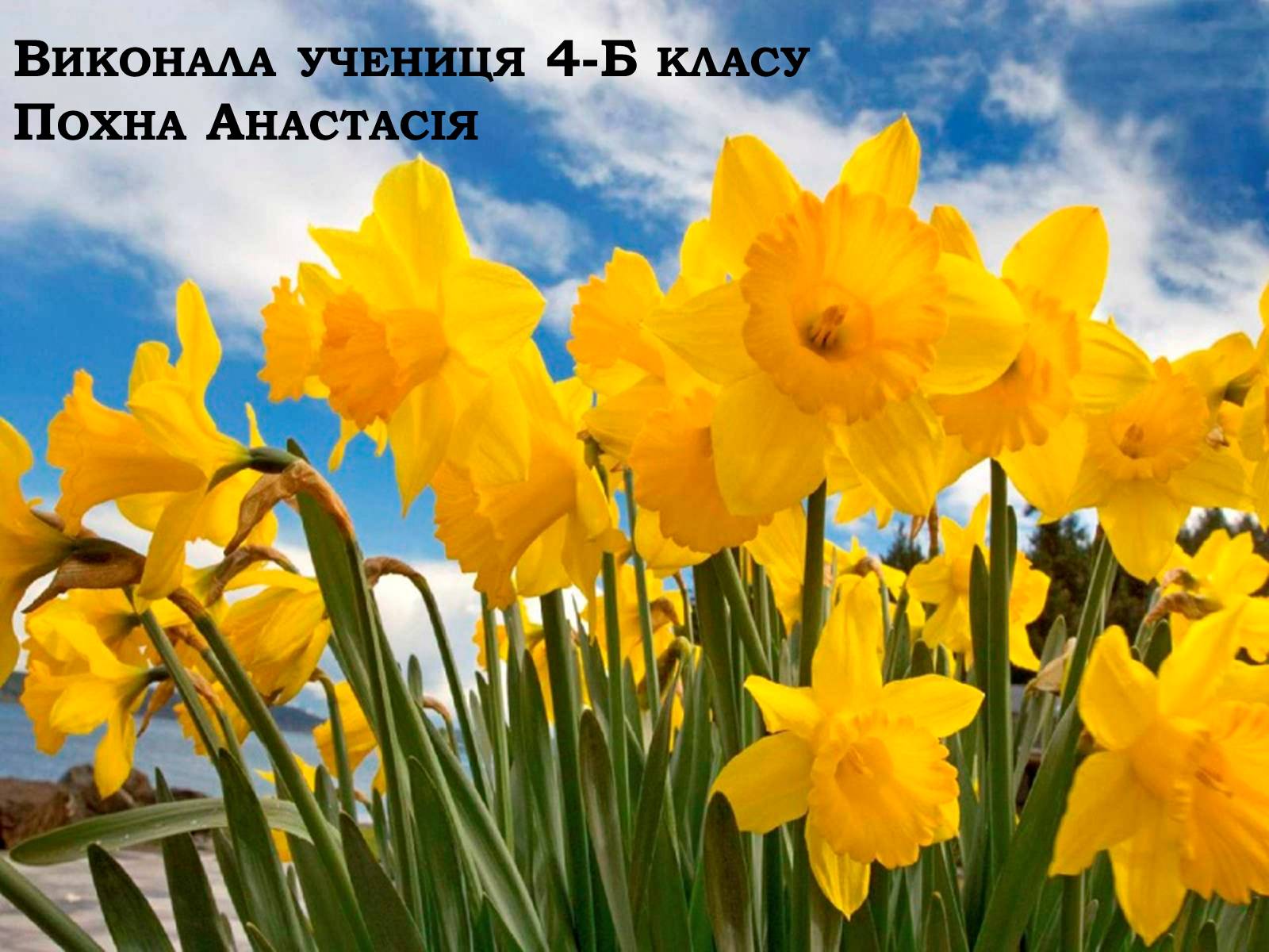 Презентація на тему «Рослинний покрив України» (варіант 2) - Слайд #61 Презентація на тему «Рослинний покрив України» (варіант 2) - Слайд #61