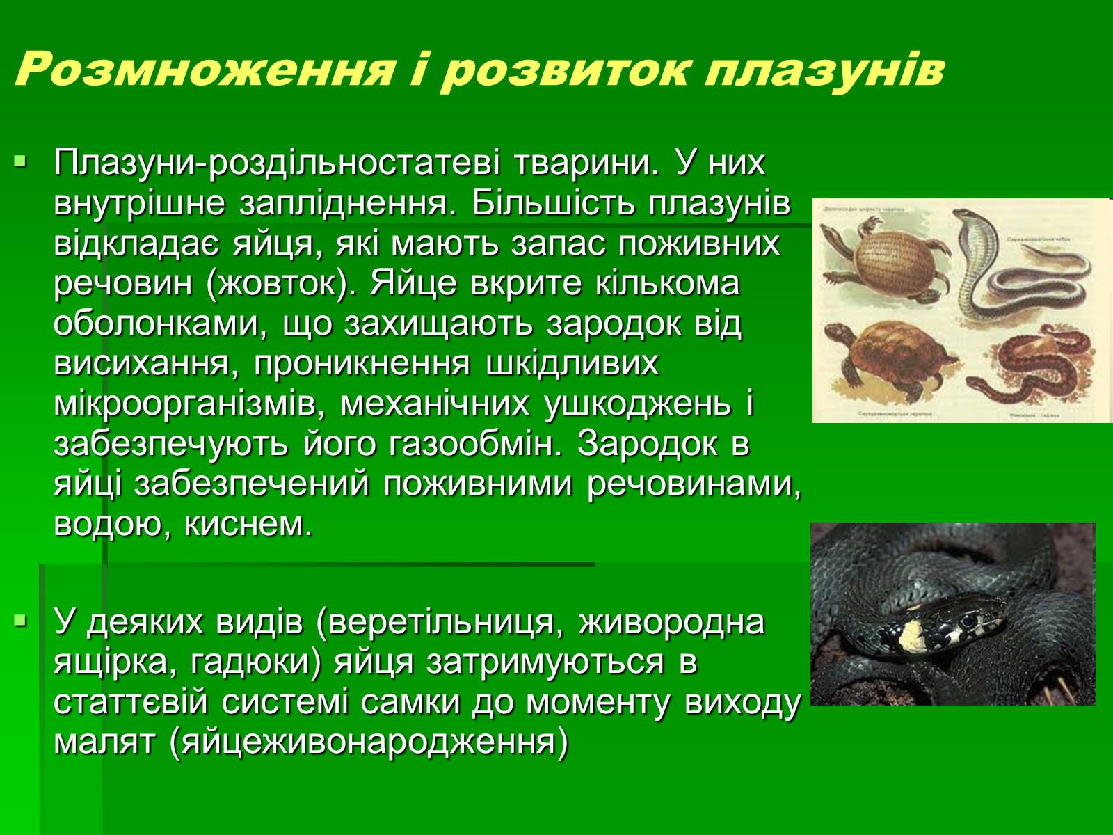 Презентація на тему «Тип Хордові. Плазуни» - Слайд #11 Презентація на тему «Тип Хордові. Плазуни» - Слайд #11