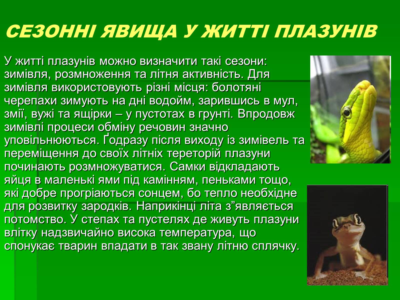 Презентація на тему «Тип Хордові. Плазуни» - Слайд #12 Презентація на тему «Тип Хордові. Плазуни» - Слайд #12