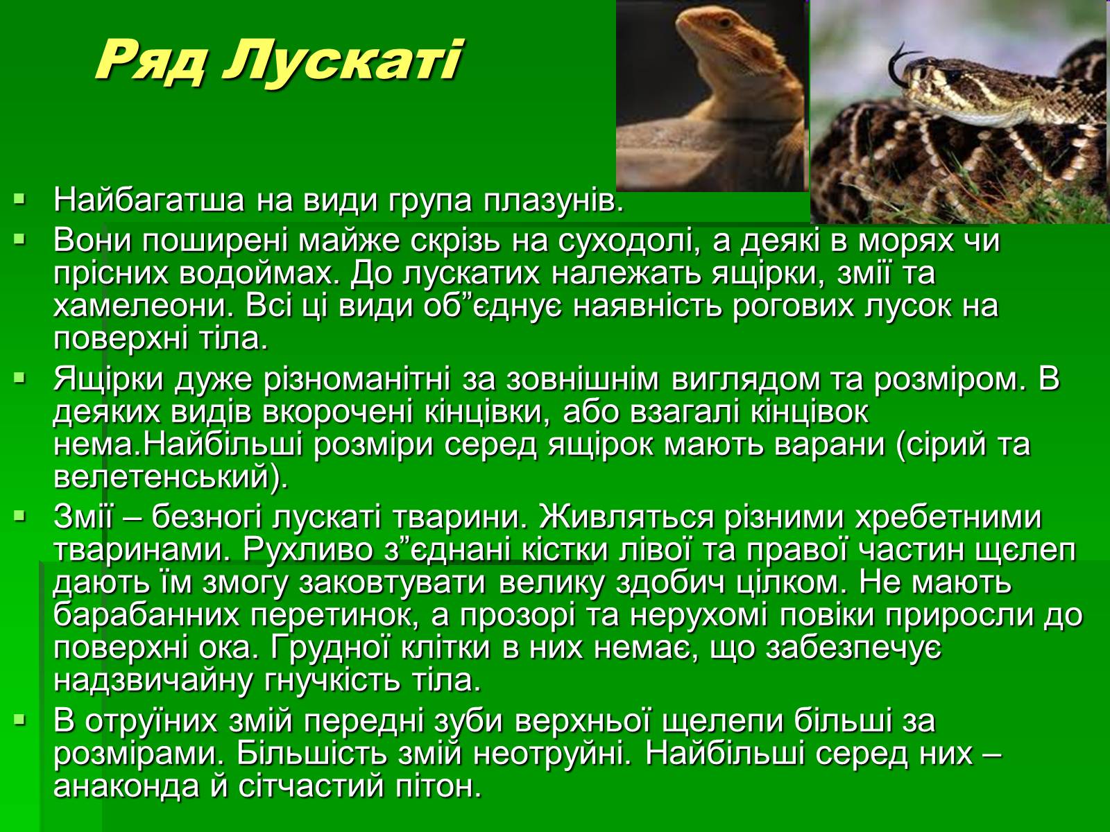 Презентація на тему «Тип Хордові. Плазуни» - Слайд #13 Презентація на тему «Тип Хордові. Плазуни» - Слайд #13