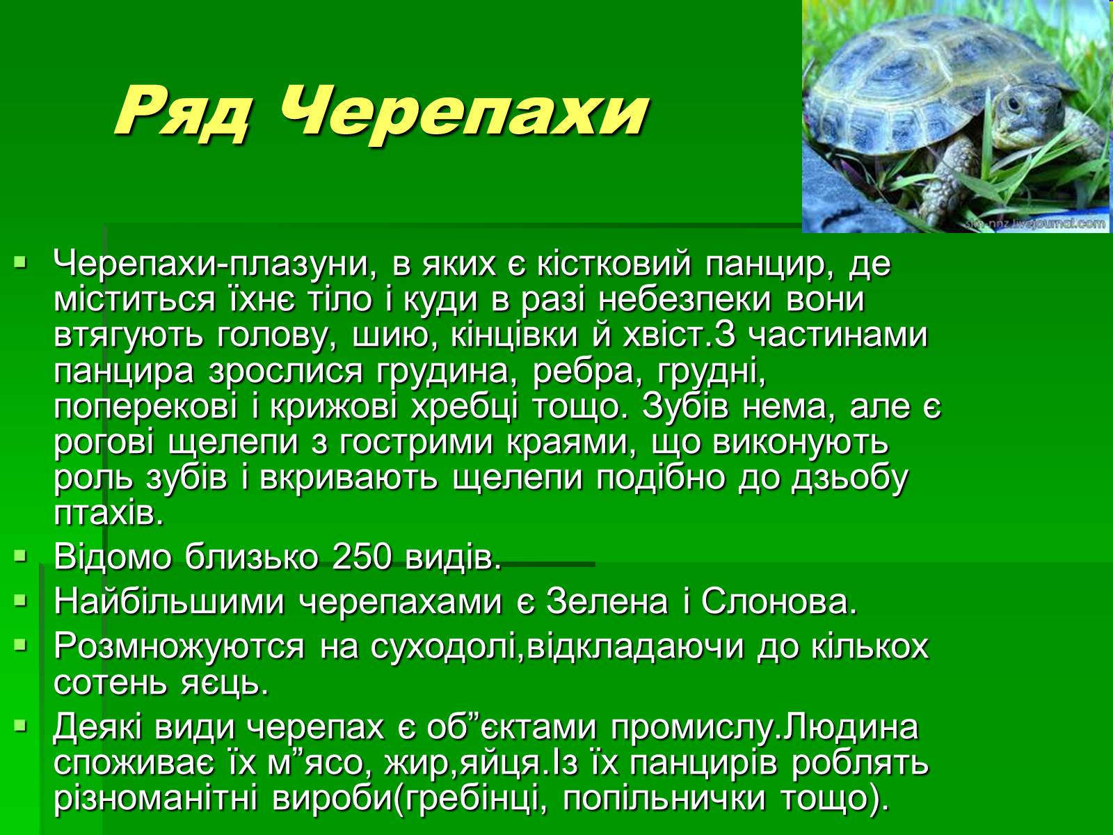 Презентація на тему «Тип Хордові. Плазуни» - Слайд #14 Презентація на тему «Тип Хордові. Плазуни» - Слайд #14