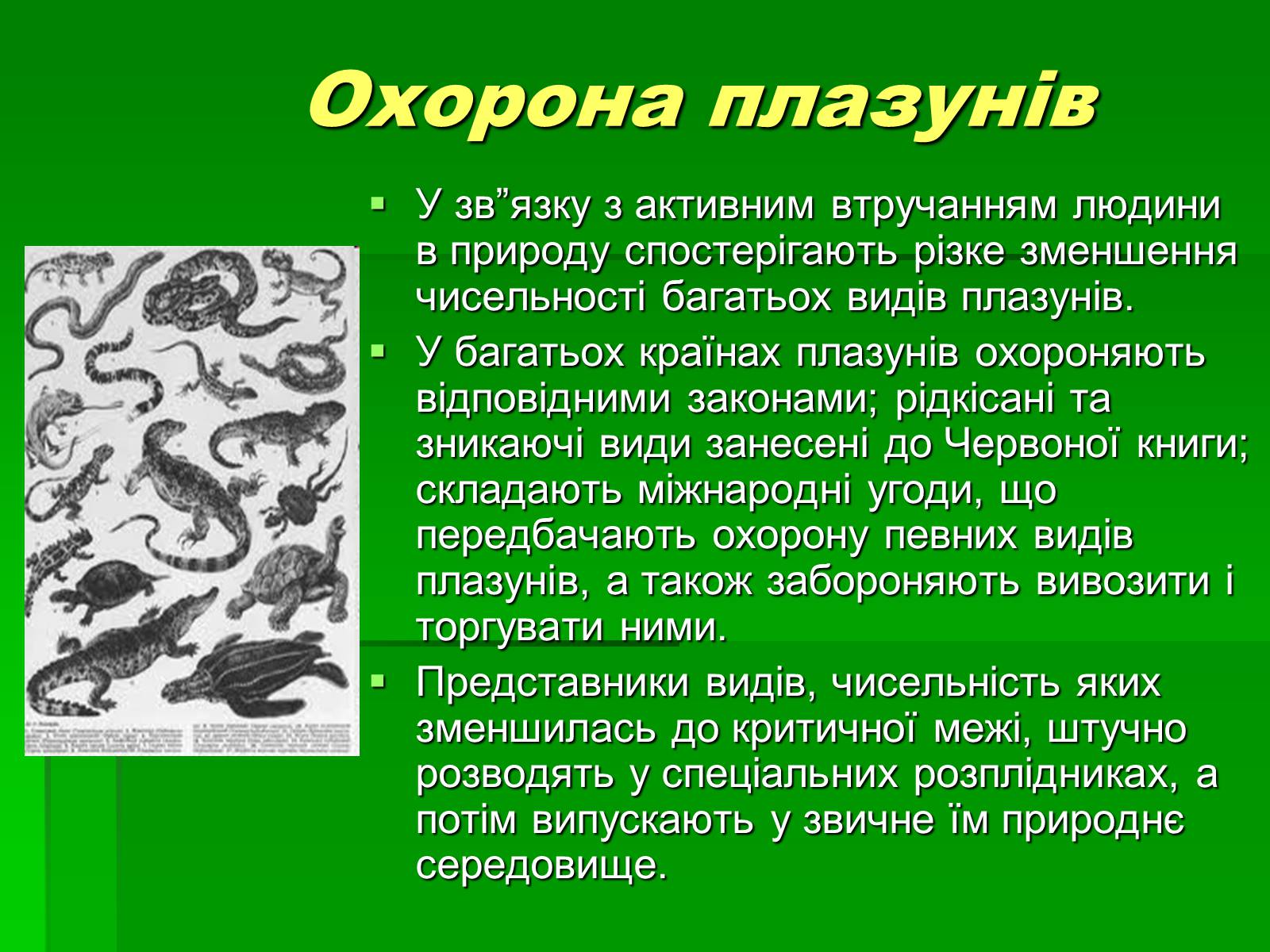 Презентація на тему «Тип Хордові. Плазуни» - Слайд #17 Презентація на тему «Тип Хордові. Плазуни» - Слайд #17
