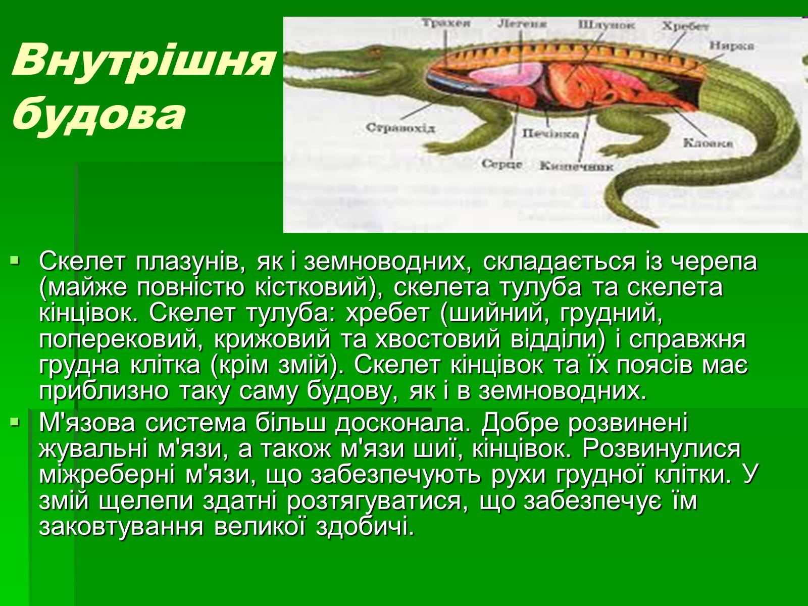 Презентація на тему «Тип Хордові. Плазуни» - Слайд #5 Презентація на тему «Тип Хордові. Плазуни» - Слайд #5