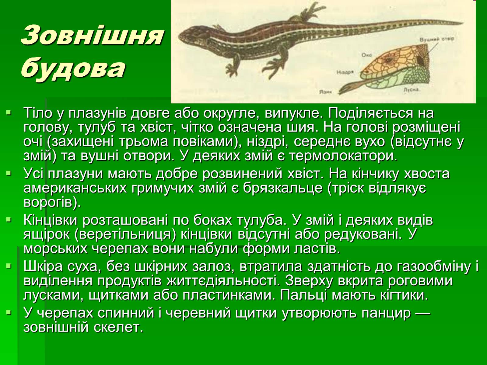 Презентація на тему «Тип Хордові. Плазуни» - Слайд #6 Презентація на тему «Тип Хордові. Плазуни» - Слайд #6