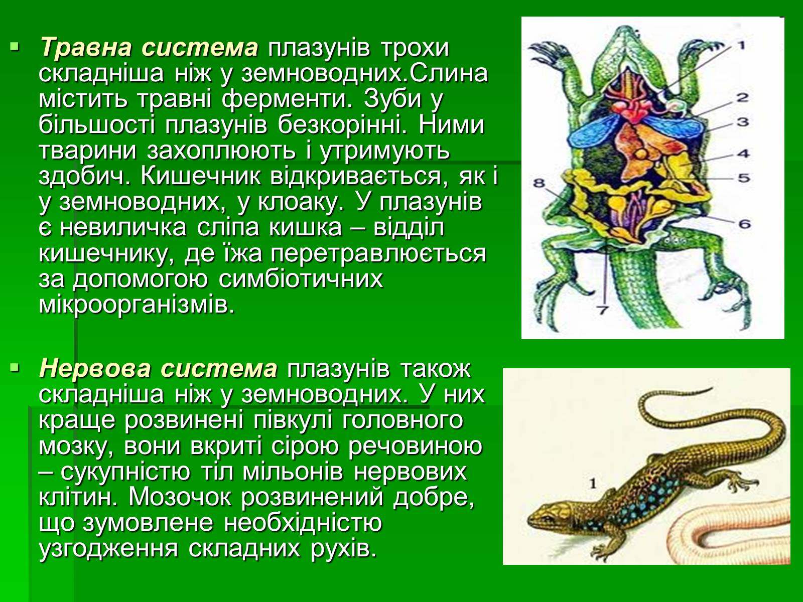 Презентація на тему «Тип Хордові. Плазуни» - Слайд #8 Презентація на тему «Тип Хордові. Плазуни» - Слайд #8