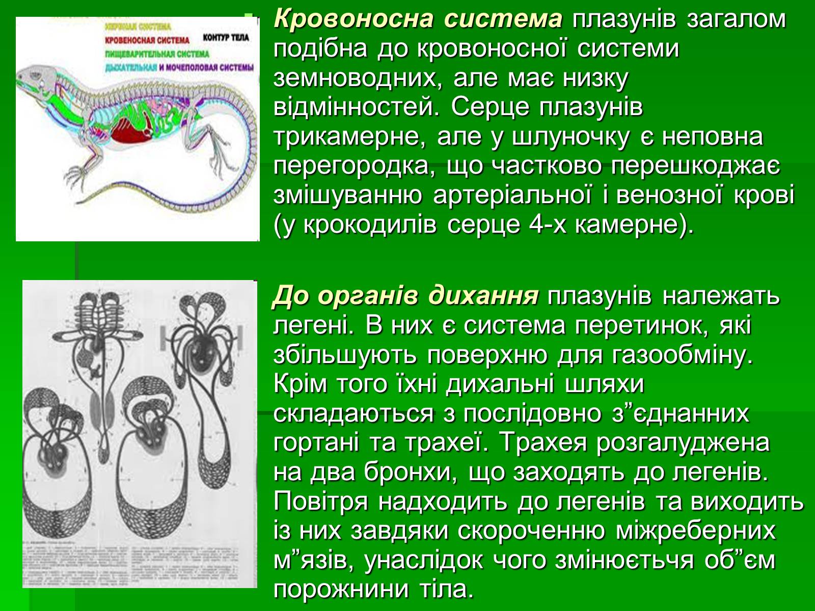 Презентація на тему «Тип Хордові. Плазуни» - Слайд #9 Презентація на тему «Тип Хордові. Плазуни» - Слайд #9
