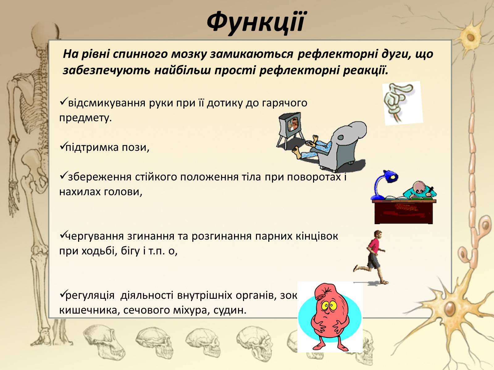 Презентація на тему «Спинний мозок» (варіант 3) - Слайд #11 Презентація на тему «Спинний мозок» (варіант 3) - Слайд #11