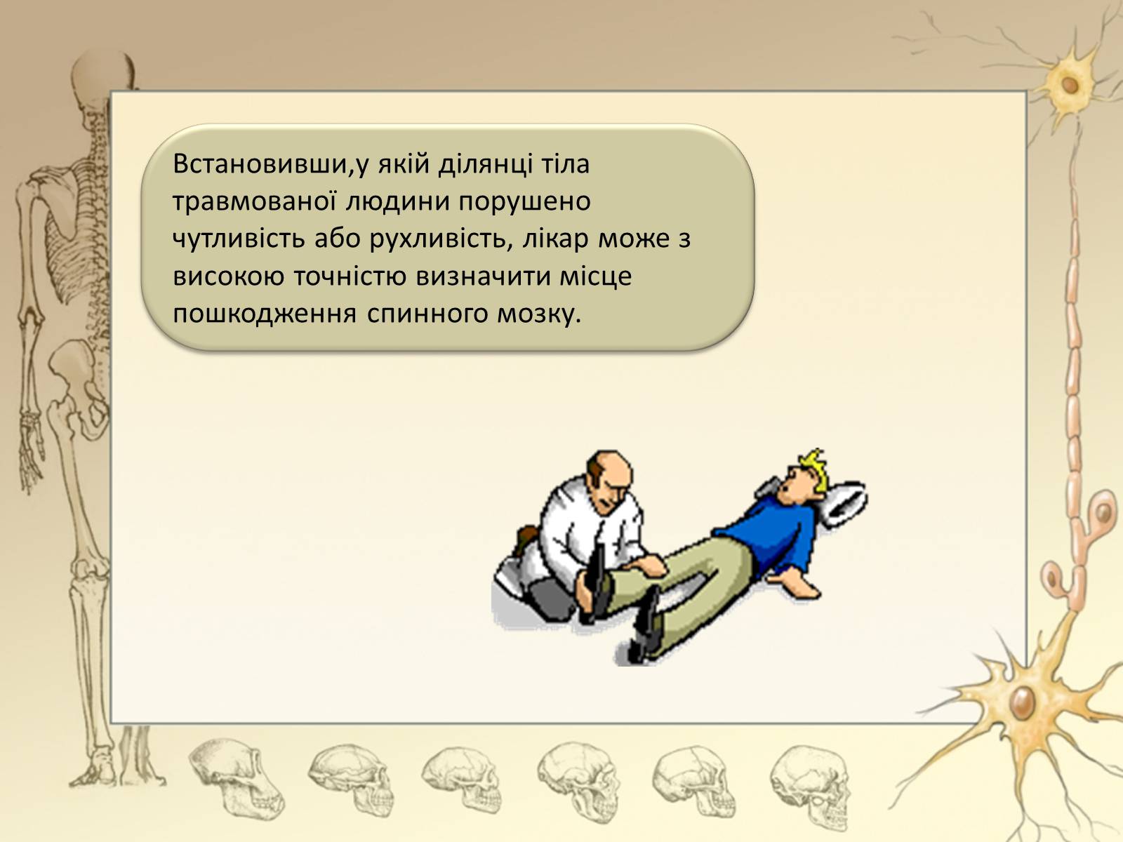 Презентація на тему «Спинний мозок» (варіант 3) - Слайд #15 Презентація на тему «Спинний мозок» (варіант 3) - Слайд #15