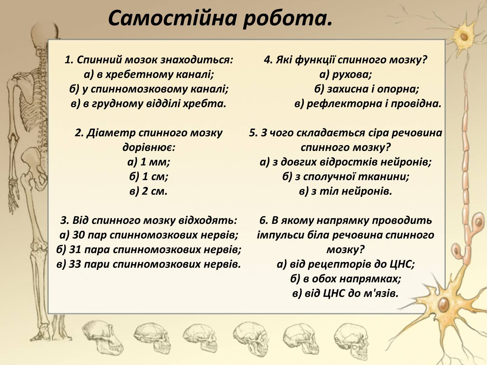 Презентація на тему «Спинний мозок» (варіант 3) - Слайд #17 Презентація на тему «Спинний мозок» (варіант 3) - Слайд #17