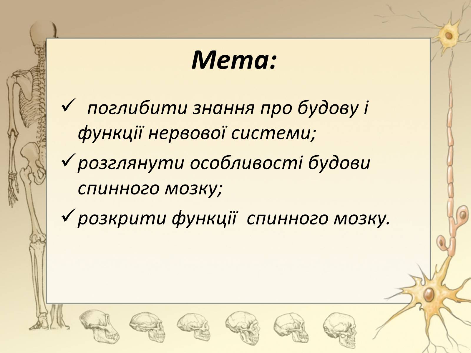 Презентація на тему «Спинний мозок» (варіант 3) - Слайд #2 Презентація на тему «Спинний мозок» (варіант 3) - Слайд #2