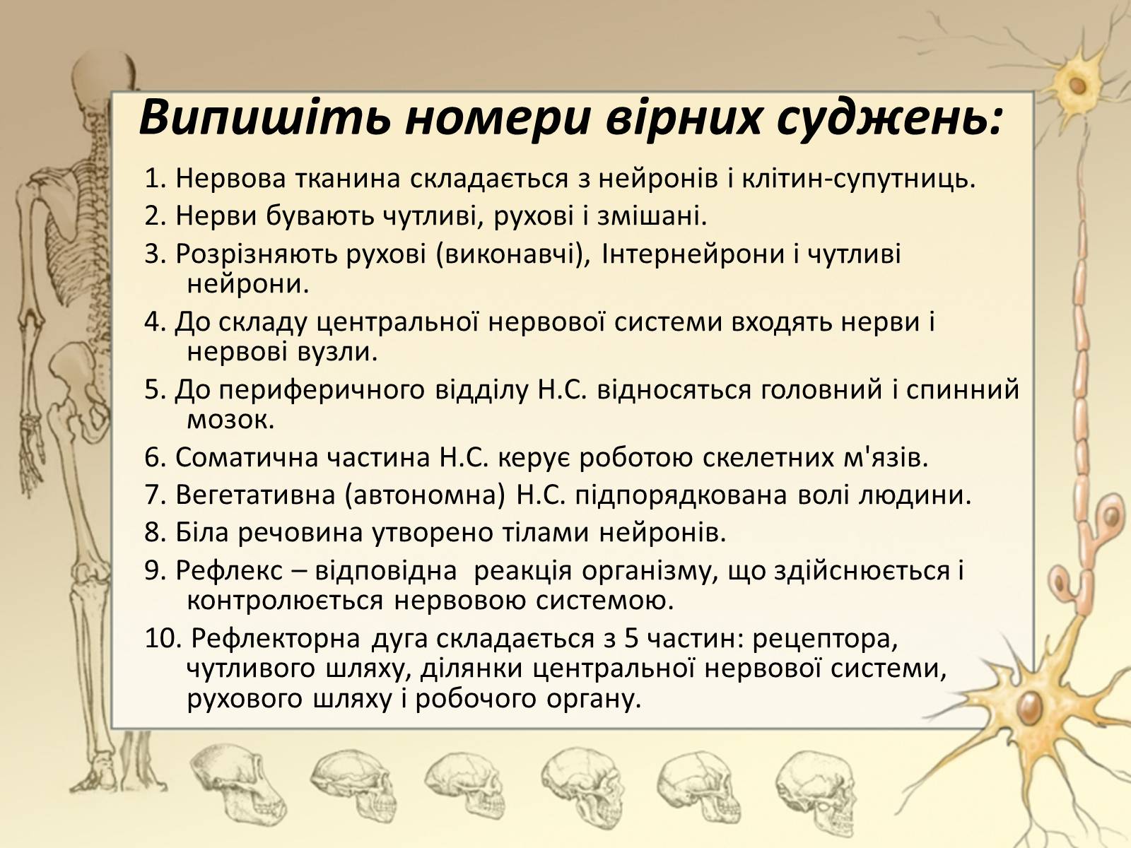 Презентація на тему «Спинний мозок» (варіант 3) - Слайд #3 Презентація на тему «Спинний мозок» (варіант 3) - Слайд #3