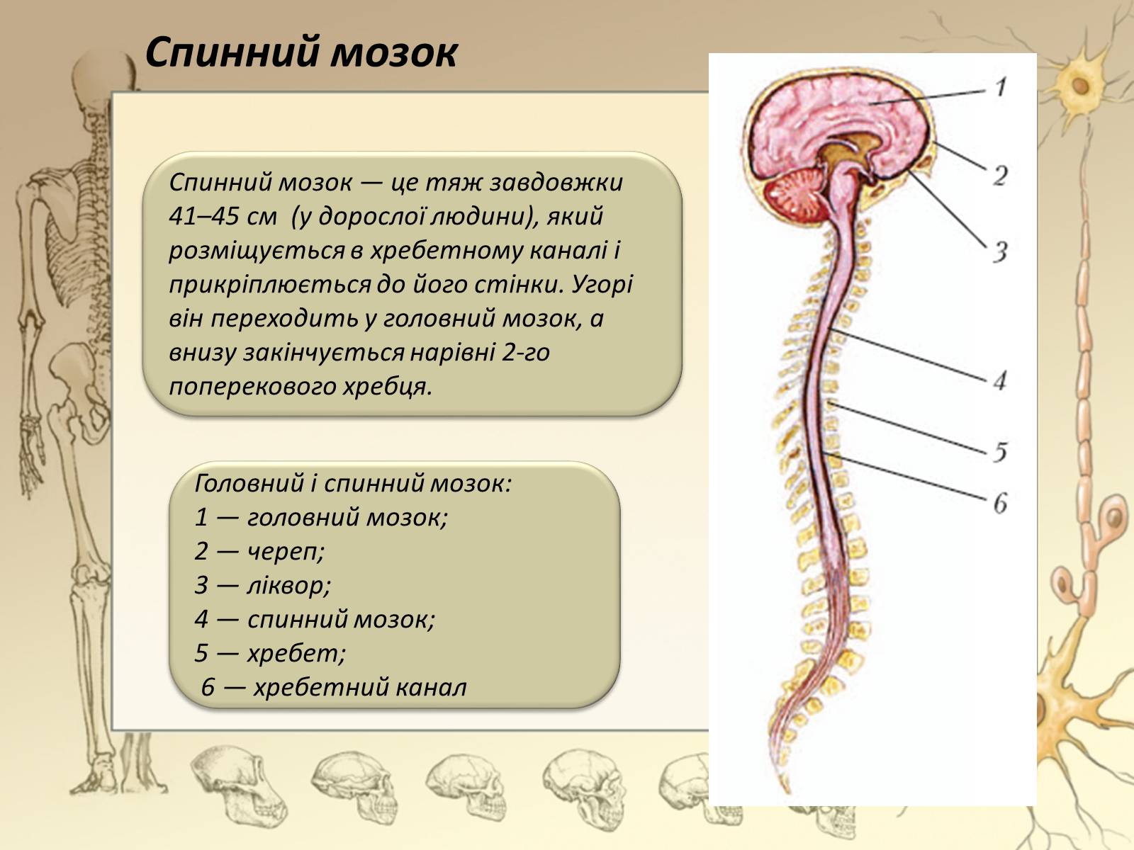 Презентація на тему «Спинний мозок» (варіант 3) - Слайд #5 Презентація на тему «Спинний мозок» (варіант 3) - Слайд #5
