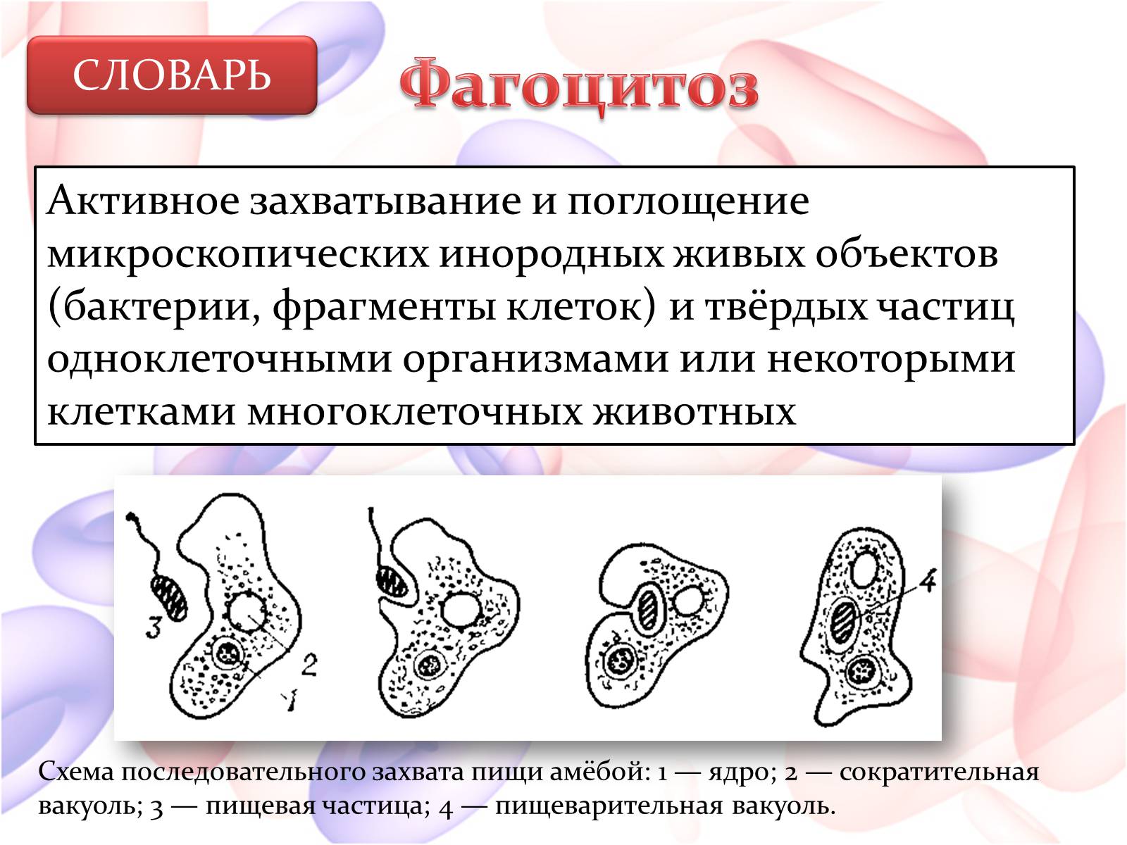 Презентація на тему «Внутренняя среда организма» (варіант 2) - Слайд #19 Презентація на тему «Внутренняя среда организма» (варіант 2) - Слайд #19