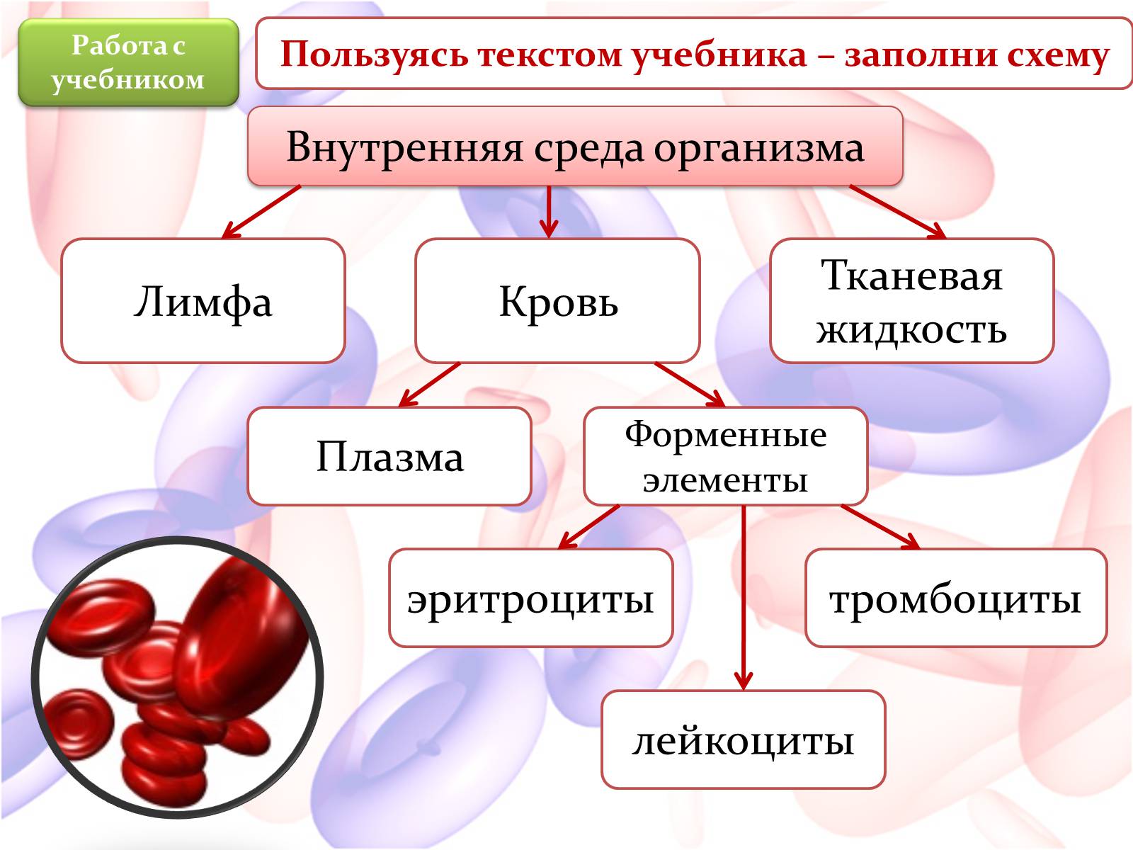 Презентація на тему «Внутренняя среда организма» (варіант 2) - Слайд #4 Презентація на тему «Внутренняя среда организма» (варіант 2) - Слайд #4