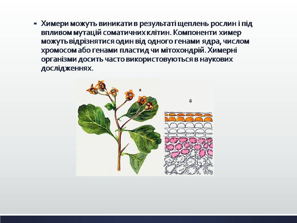 Презентація на тему «Химерні та трансгенні організми. Генетичні основи селекції організмів» - Слайд #4 Презентація на тему «Химерні та трансгенні організми. Генетичні основи селекції організмів» - Слайд #4