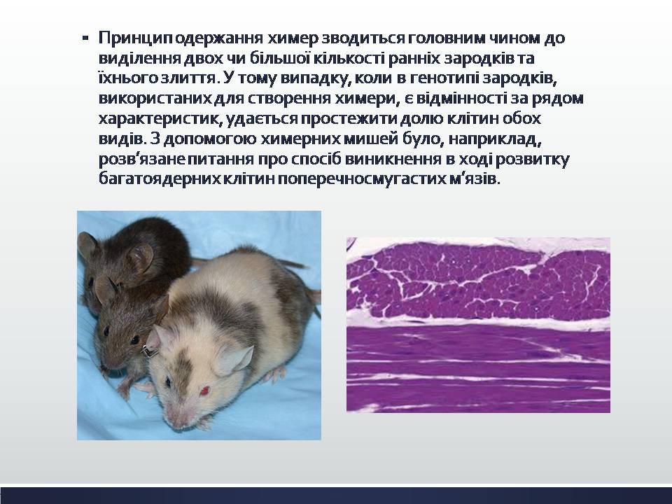 Презентація на тему «Химерні та трансгенні організми. Генетичні основи селекції організмів» - Слайд #5 Презентація на тему «Химерні та трансгенні організми. Генетичні основи селекції організмів» - Слайд #5