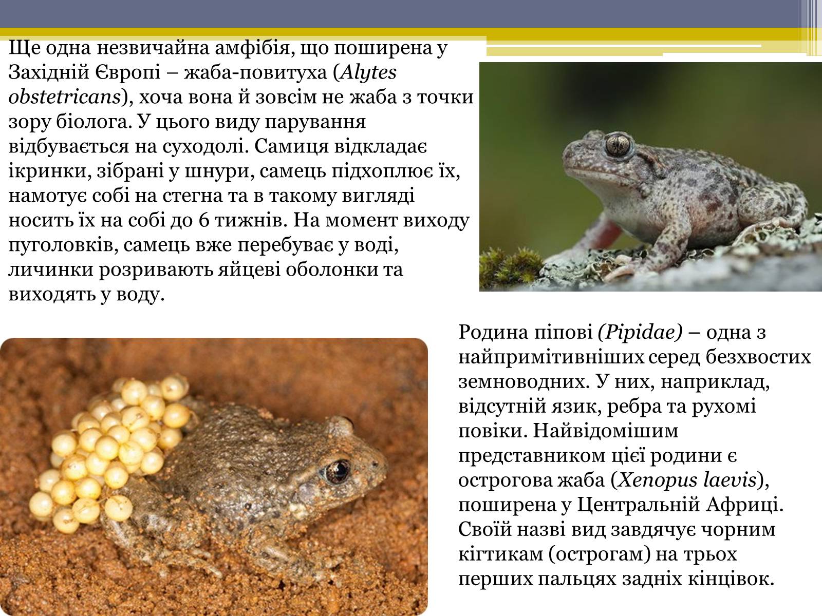 Презентація на тему «Різноманітність жаб» - Слайд #15 Презентація на тему «Різноманітність жаб» - Слайд #15
