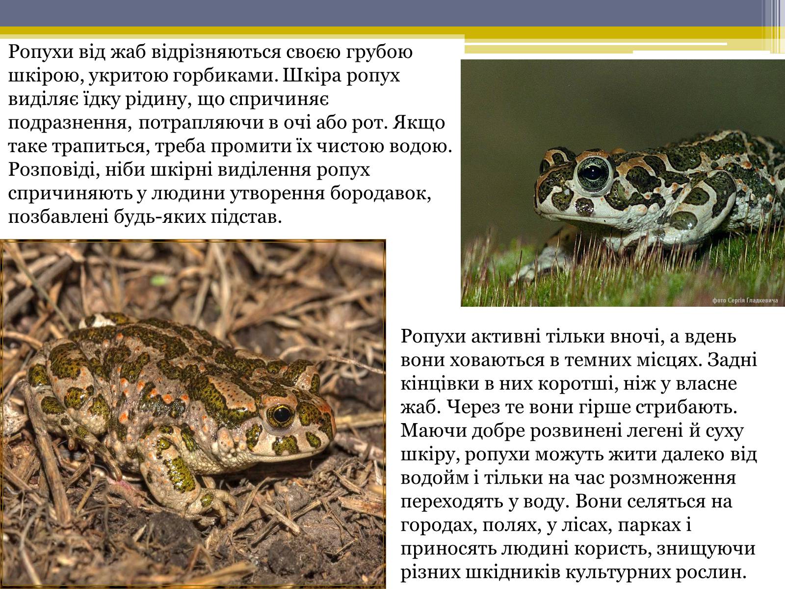 Презентація на тему «Різноманітність жаб» - Слайд #4 Презентація на тему «Різноманітність жаб» - Слайд #4