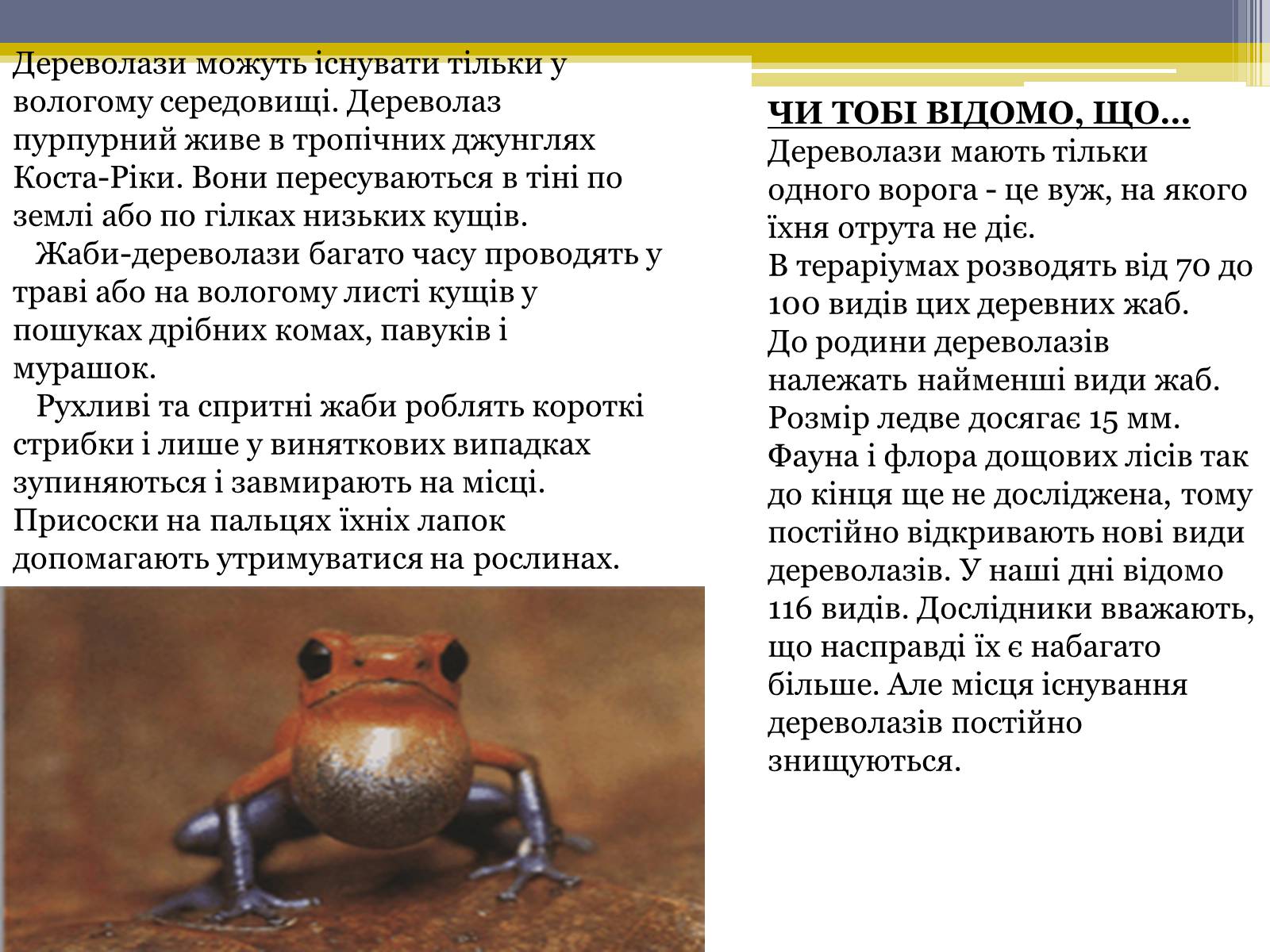 Презентація на тему «Різноманітність жаб» - Слайд #7 Презентація на тему «Різноманітність жаб» - Слайд #7