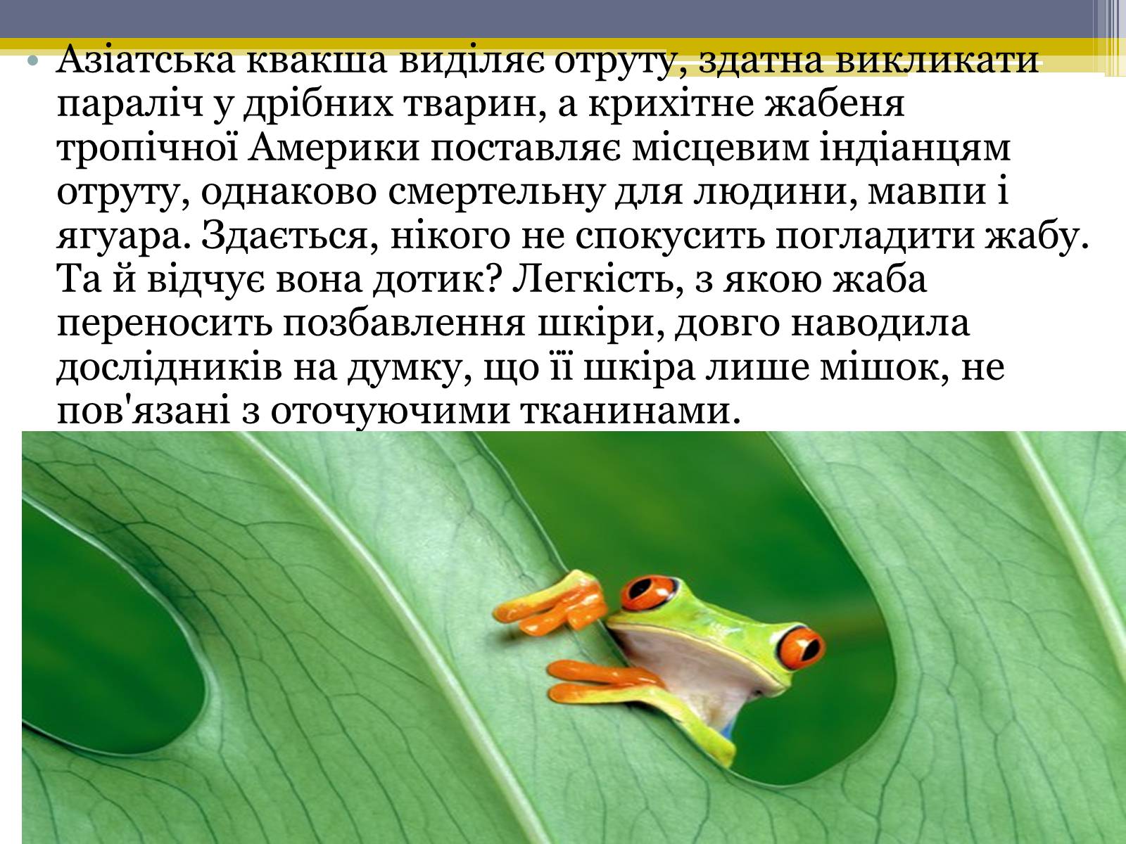 Презентація на тему «Різноманітність жаб» - Слайд #8 Презентація на тему «Різноманітність жаб» - Слайд #8