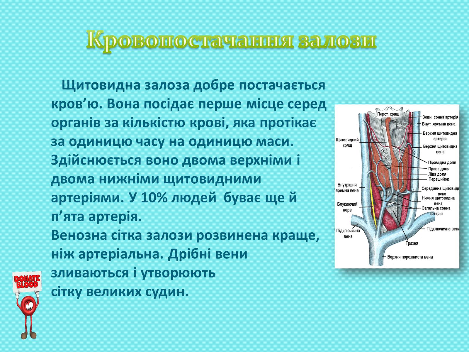 Презентація на тему «Щитоподібна залоза» - Слайд #4 Презентація на тему «Щитоподібна залоза» - Слайд #4