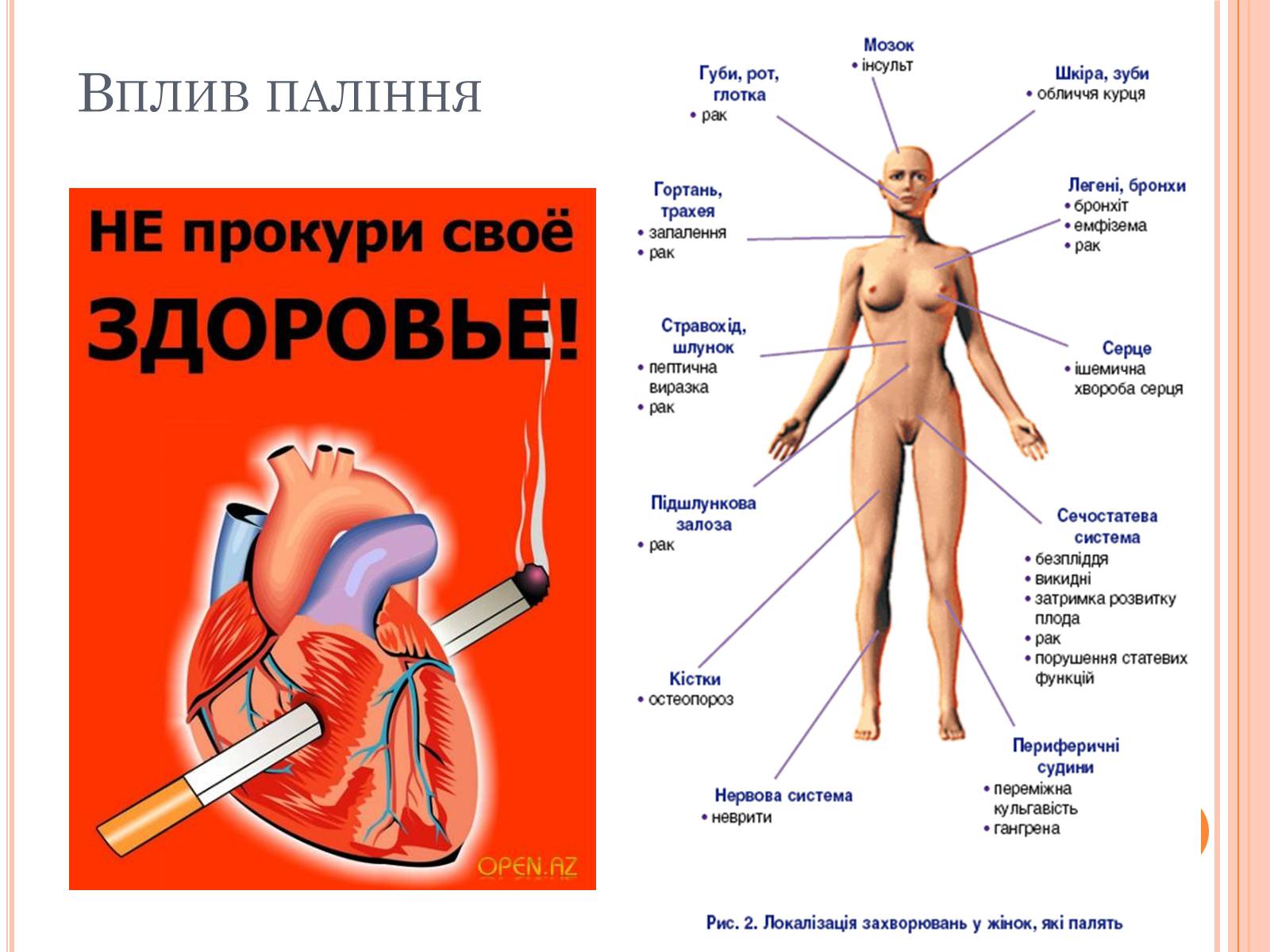 Презентація на тему «Шкода паління» - Слайд #7 Презентація на тему «Шкода паління» - Слайд #7