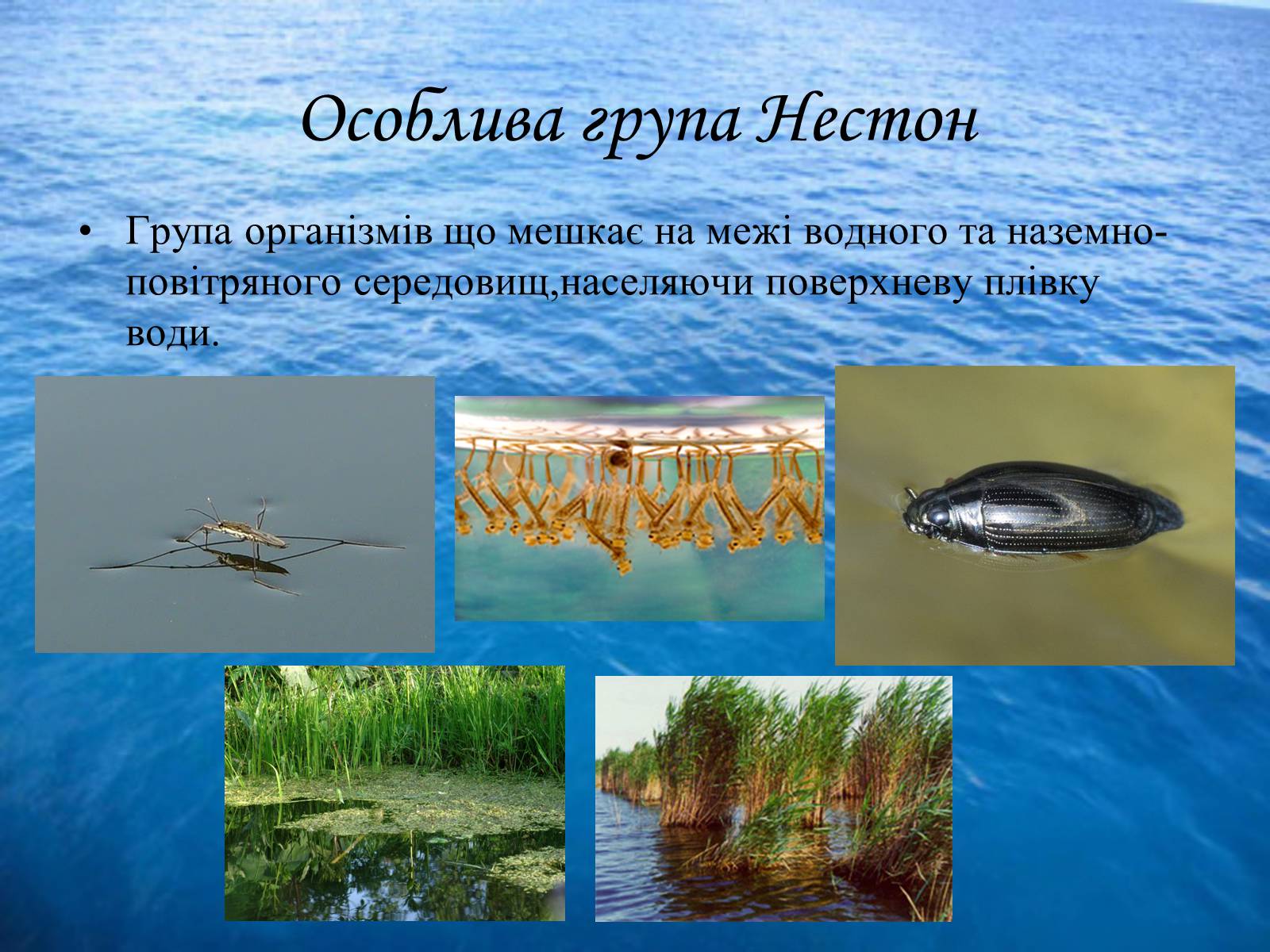 Презентація на тему «Водне середовище» (варіант 3) - Слайд #10 Презентація на тему «Водне середовище» (варіант 3) - Слайд #10