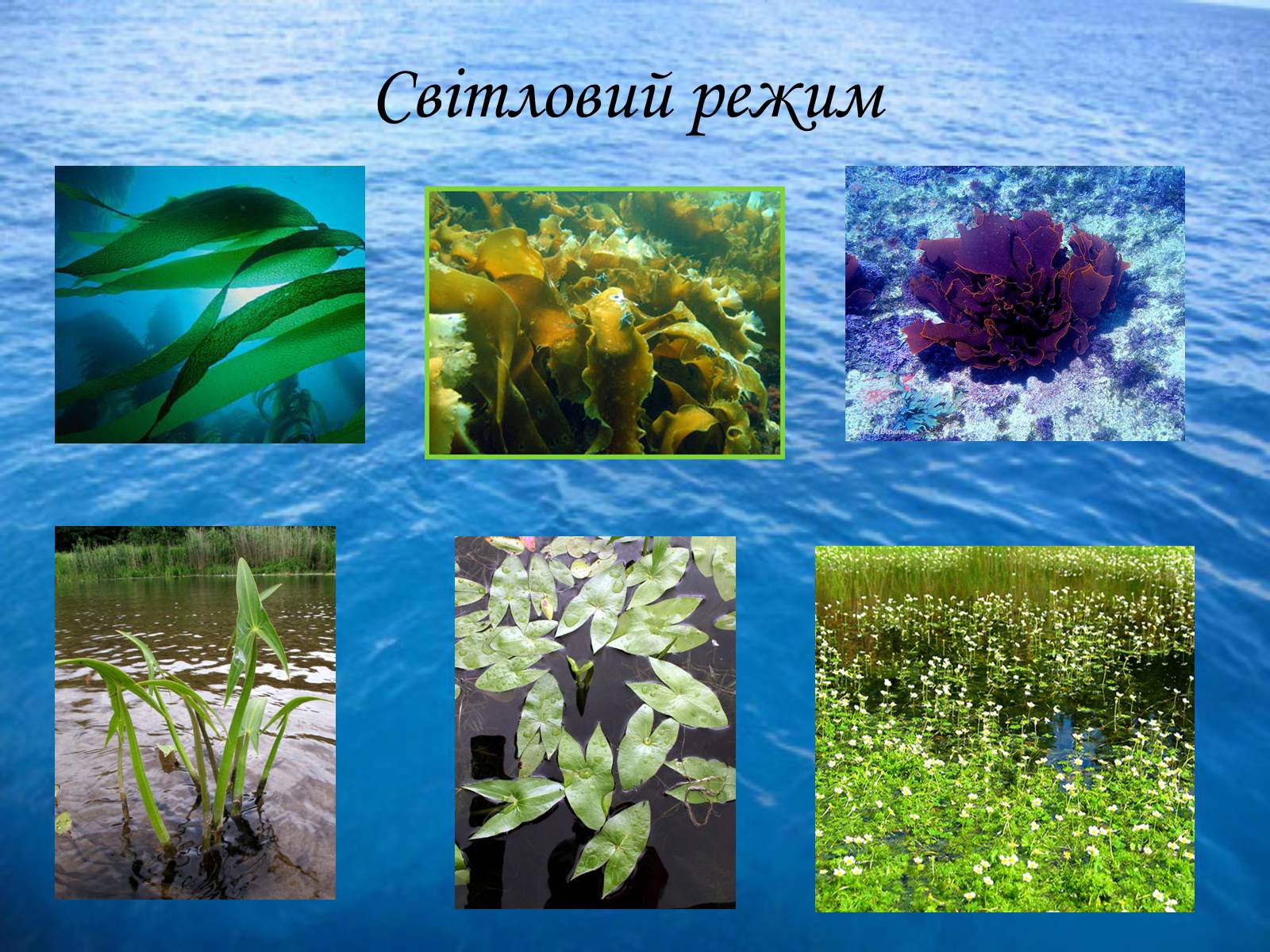 Презентація на тему «Водне середовище» (варіант 3) - Слайд #12 Презентація на тему «Водне середовище» (варіант 3) - Слайд #12