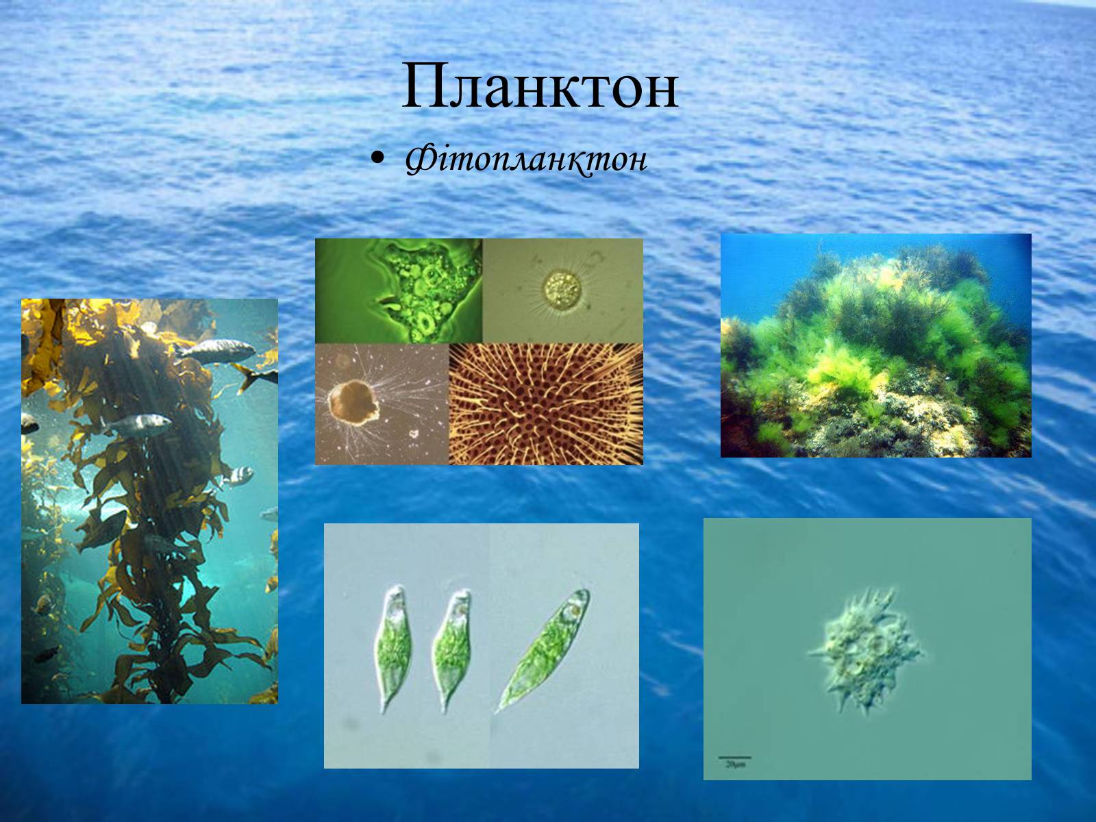 Презентація на тему «Водне середовище» (варіант 3) - Слайд #7 Презентація на тему «Водне середовище» (варіант 3) - Слайд #7