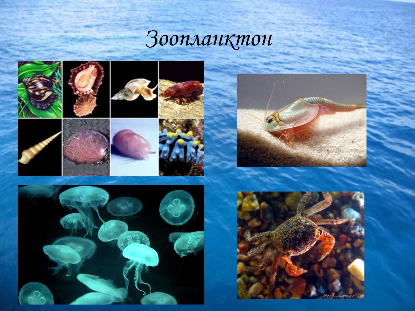 Презентація на тему «Водне середовище» (варіант 3) - Слайд #8 Презентація на тему «Водне середовище» (варіант 3) - Слайд #8