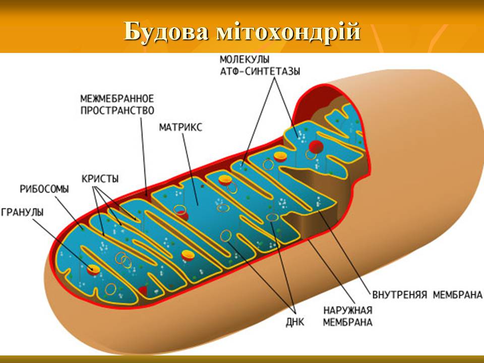 Презентація на тему «Мітохондрії» - Слайд #10 Презентація на тему «Мітохондрії» - Слайд #10