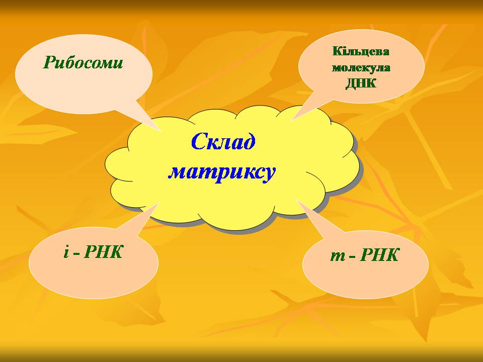 Презентація на тему «Мітохондрії» - Слайд #11 Презентація на тему «Мітохондрії» - Слайд #11