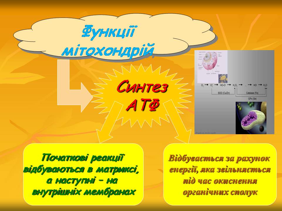 Презентація на тему «Мітохондрії» - Слайд #12 Презентація на тему «Мітохондрії» - Слайд #12