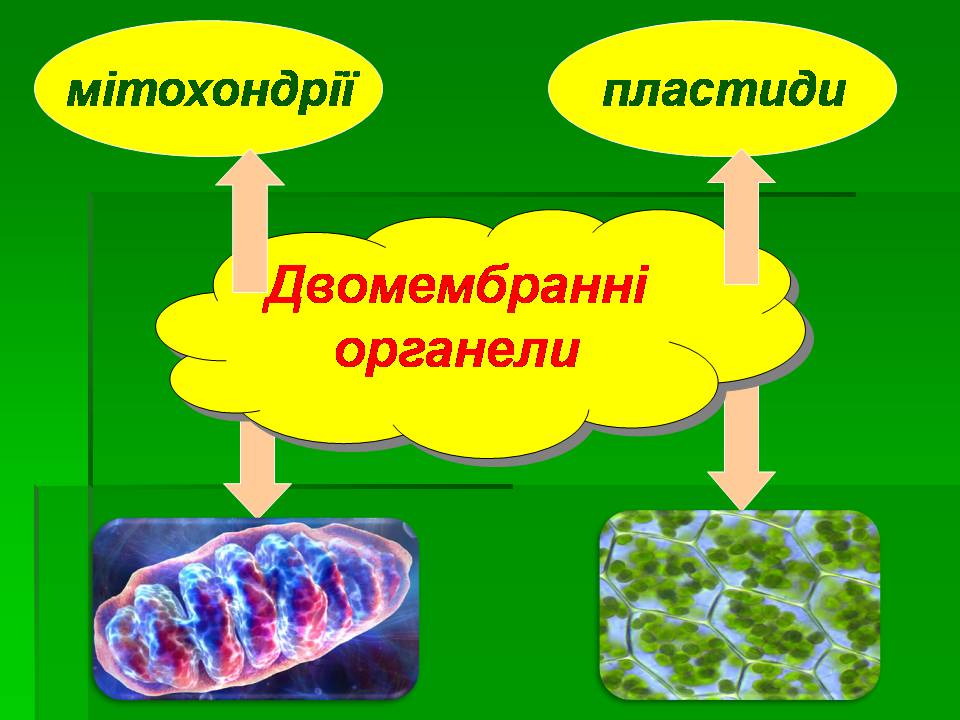 Презентація на тему «Мітохондрії» - Слайд #6 Презентація на тему «Мітохондрії» - Слайд #6
