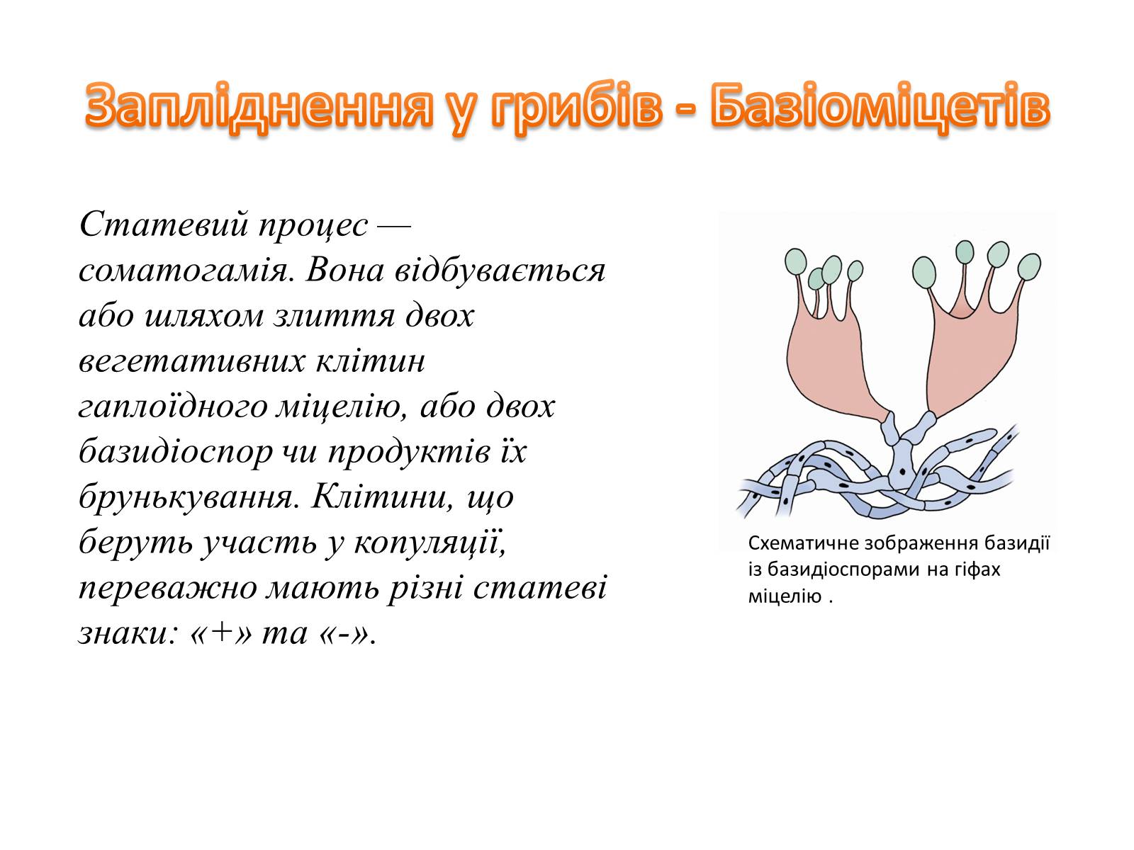 Презентація на тему «Як відбувається запліднення?» - Слайд #13 Презентація на тему «Як відбувається запліднення?» - Слайд #13