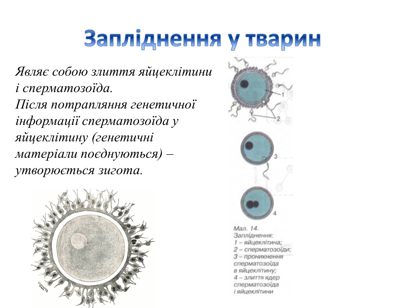 Презентація на тему «Як відбувається запліднення?» - Слайд #14 Презентація на тему «Як відбувається запліднення?» - Слайд #14