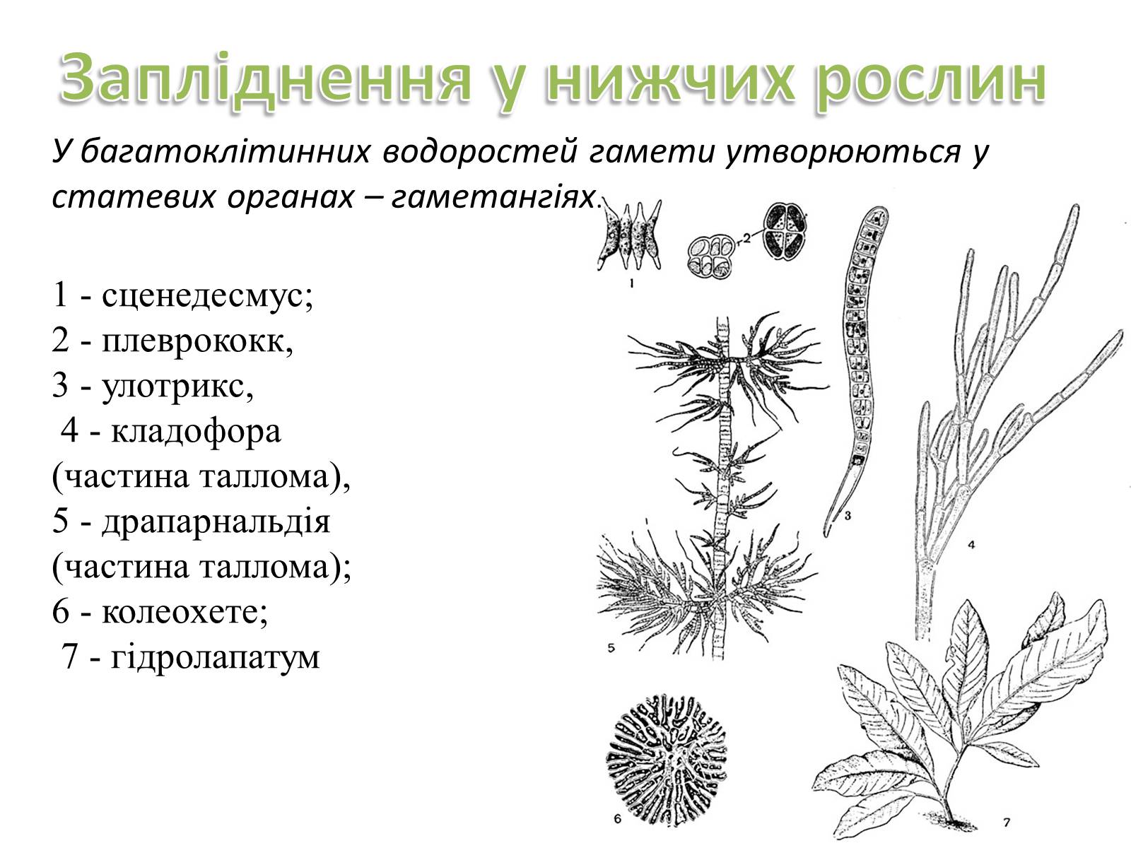 Презентація на тему «Як відбувається запліднення?» - Слайд #4 Презентація на тему «Як відбувається запліднення?» - Слайд #4