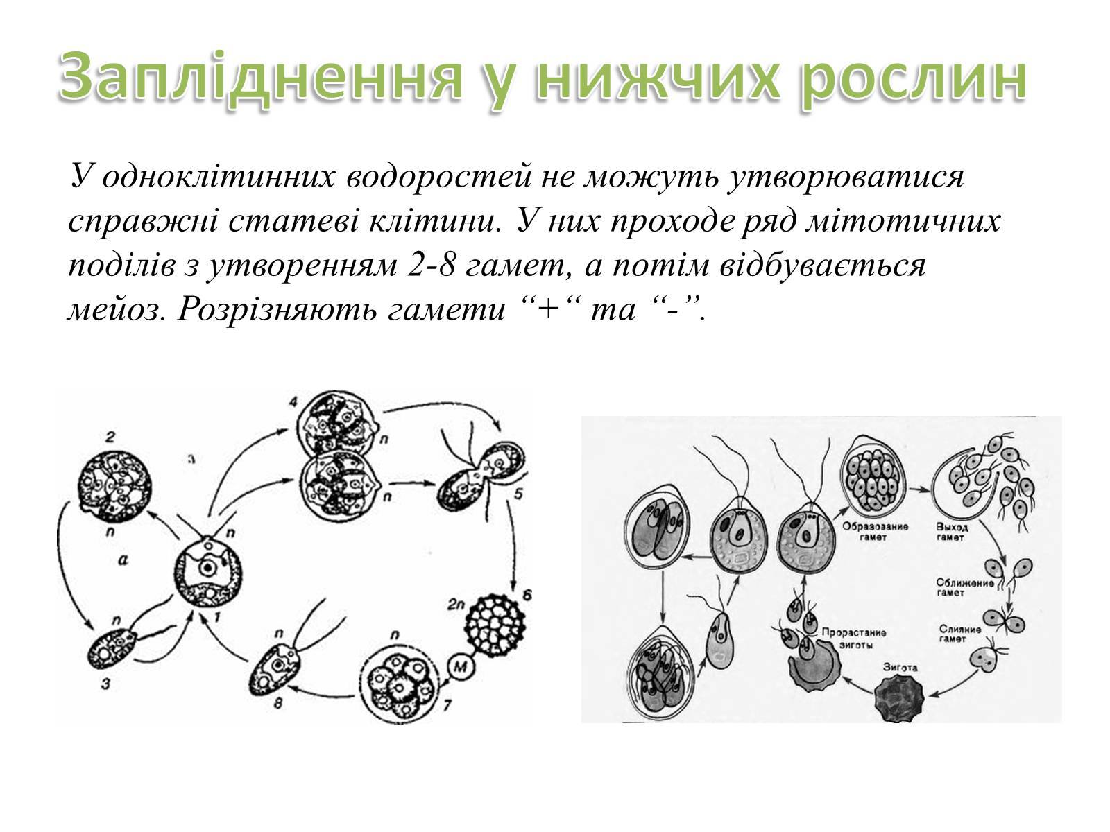 Презентація на тему «Як відбувається запліднення?» - Слайд #5 Презентація на тему «Як відбувається запліднення?» - Слайд #5