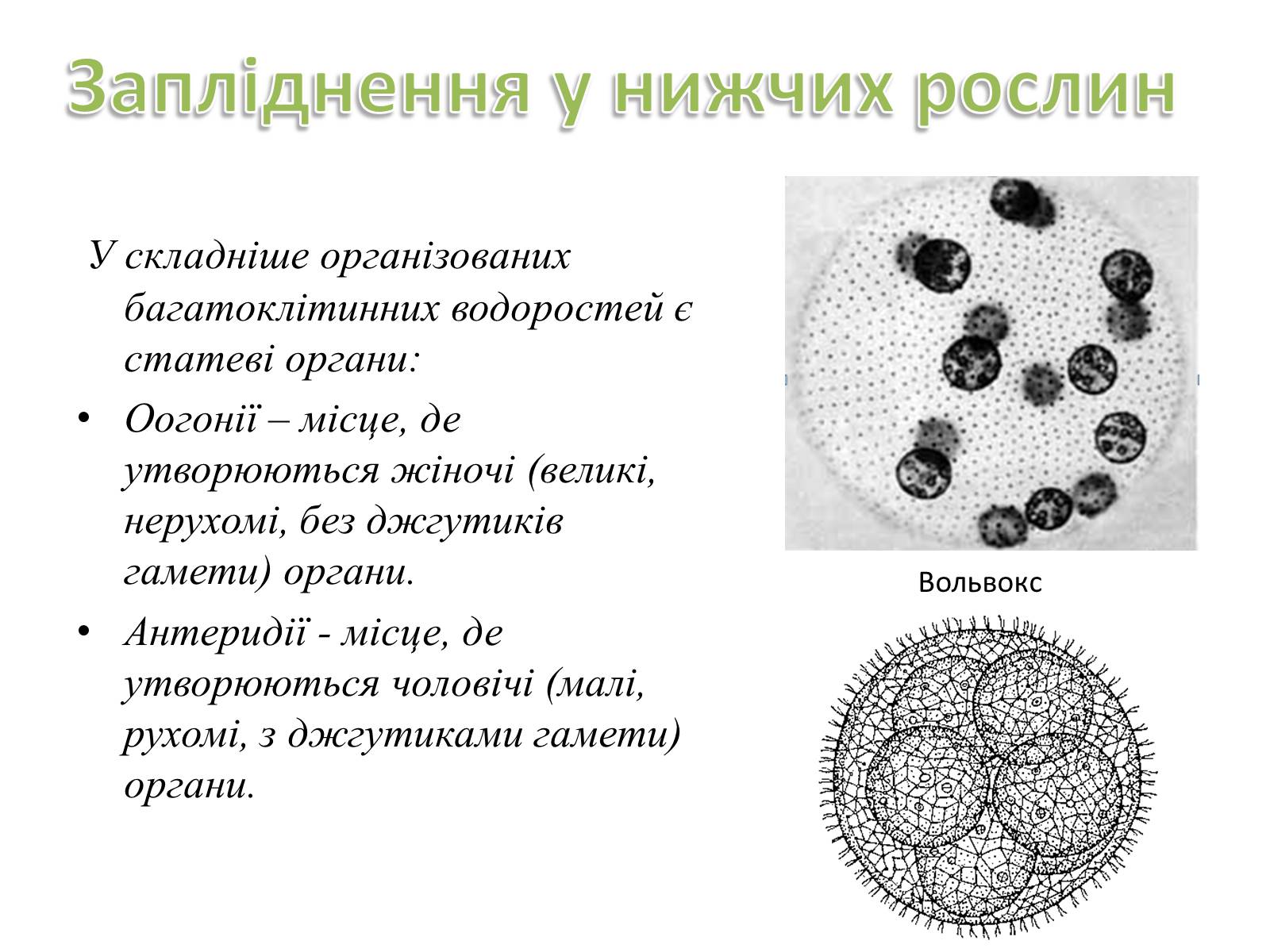 Презентація на тему «Як відбувається запліднення?» - Слайд #6 Презентація на тему «Як відбувається запліднення?» - Слайд #6