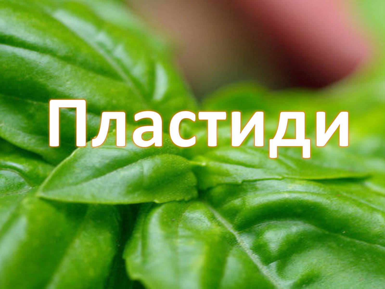 Презентація на тему «Пластиди» - Слайд #1 Презентація на тему «Пластиди» - Слайд #1