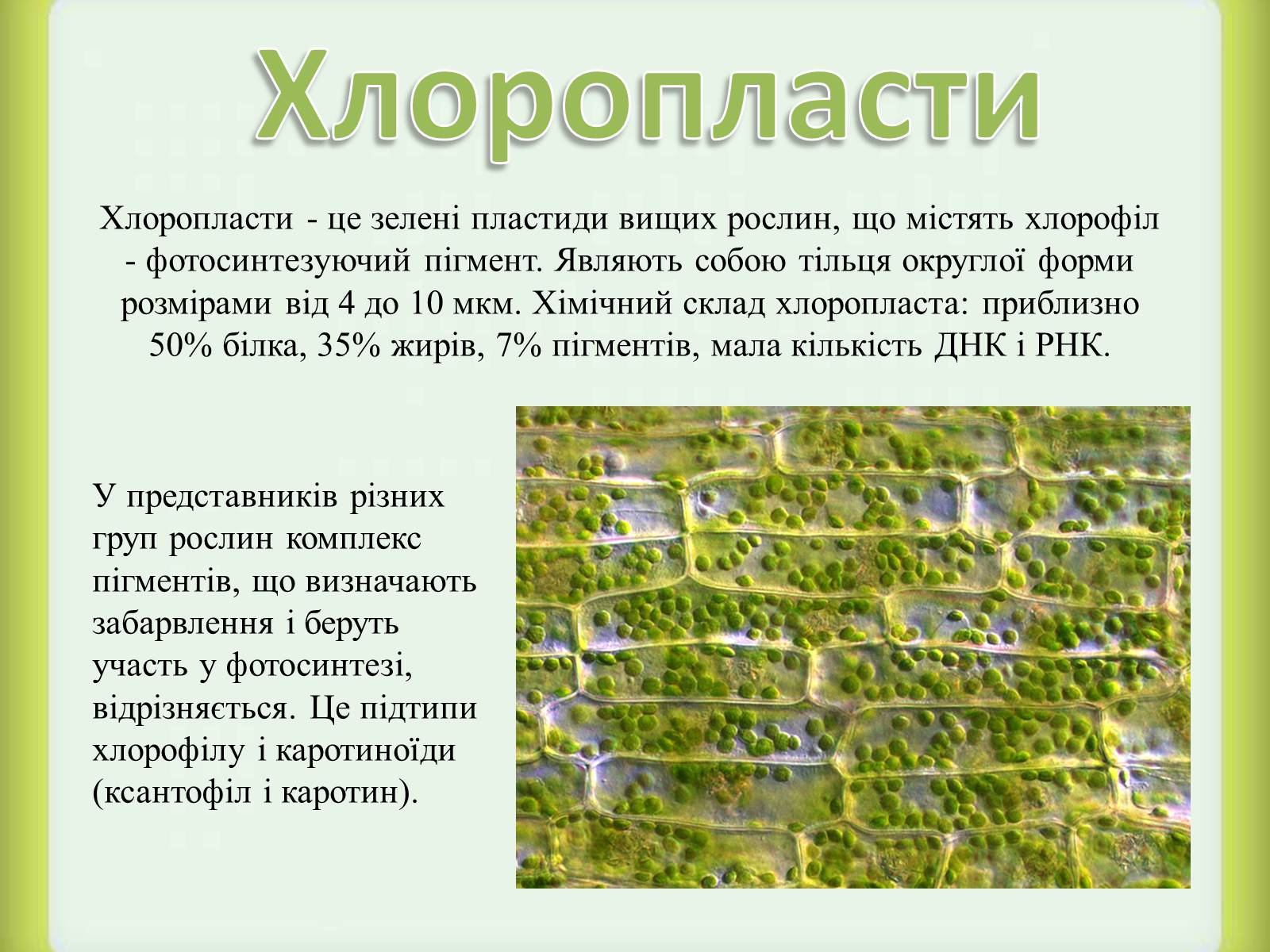 Презентація на тему «Пластиди» - Слайд #4 Презентація на тему «Пластиди» - Слайд #4